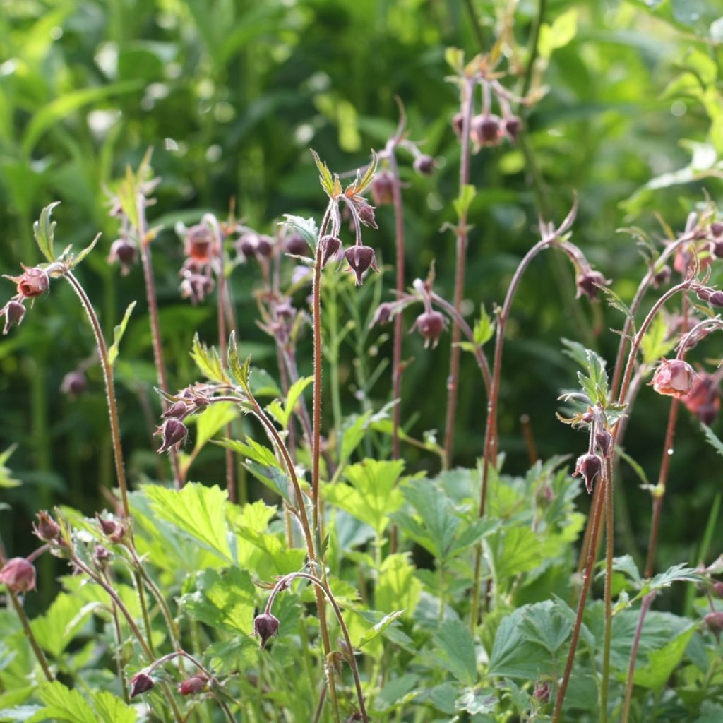 Geum rivale Leonards Variety