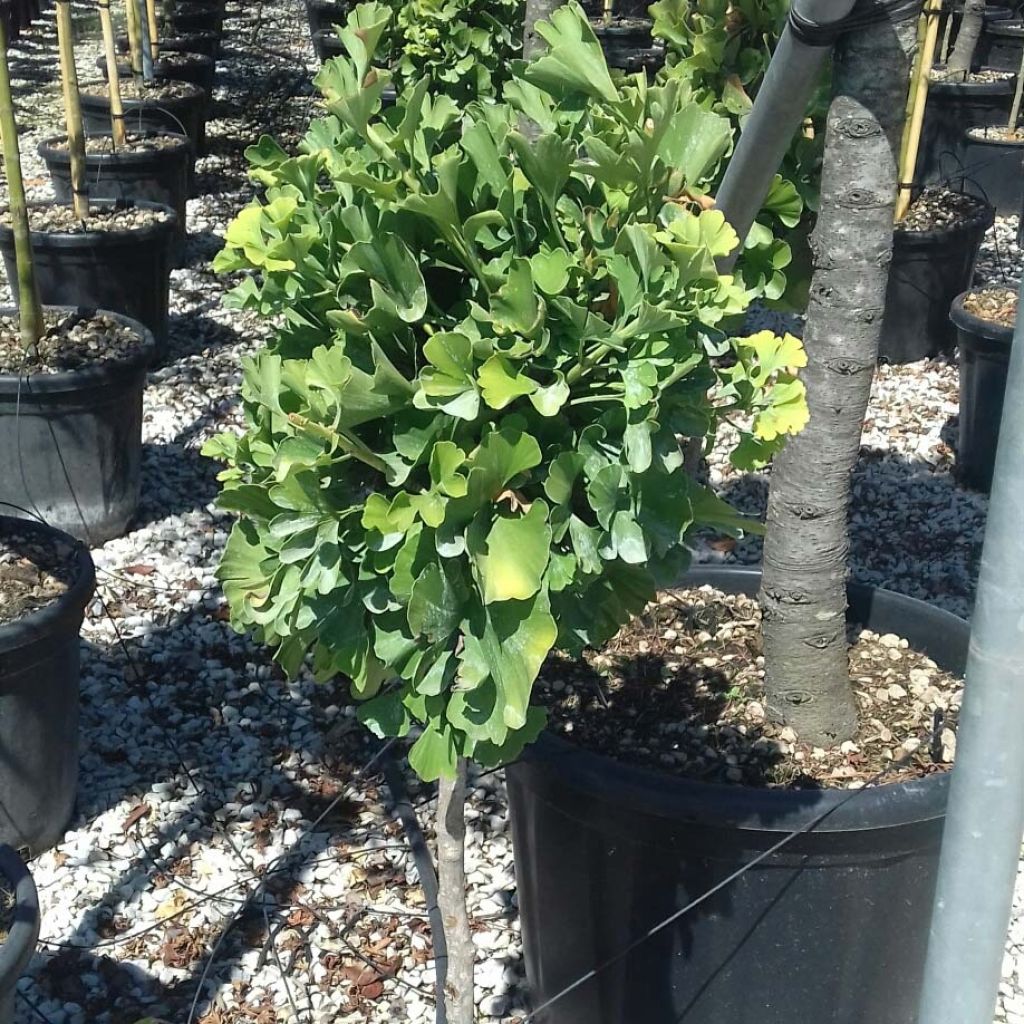 Ginkgo biloba Chriss Dwarf