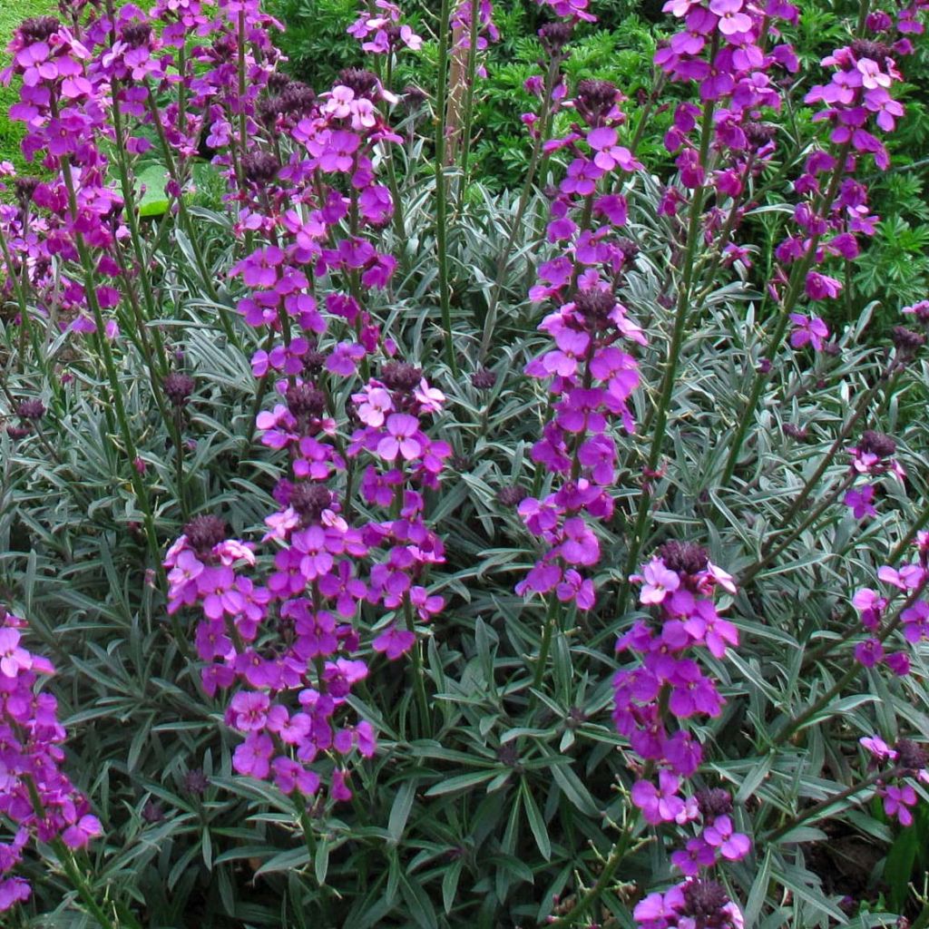 Erysimum linifolium Bowless Mauve - Wallflower