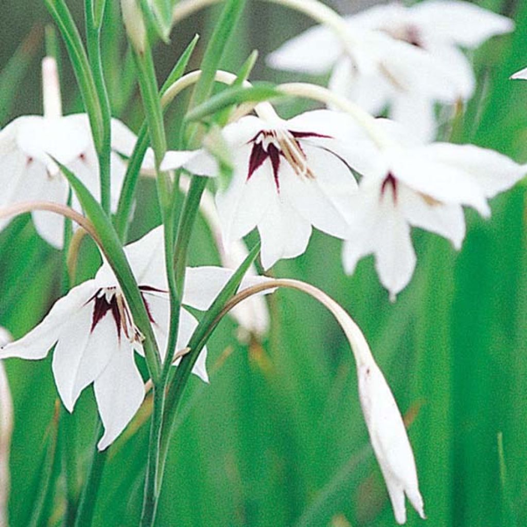 Gladiolus callianthus - Abyssinian gladiolus