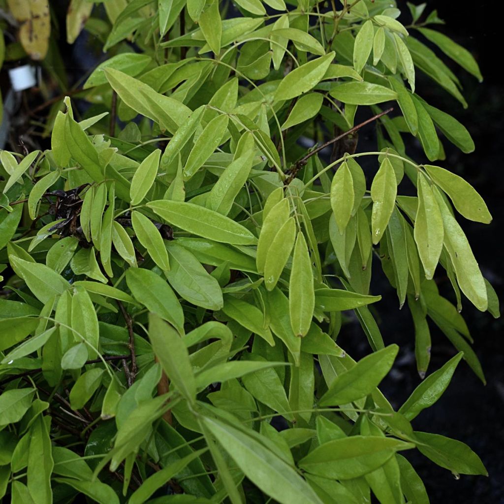 Millettia japonica Satsuma