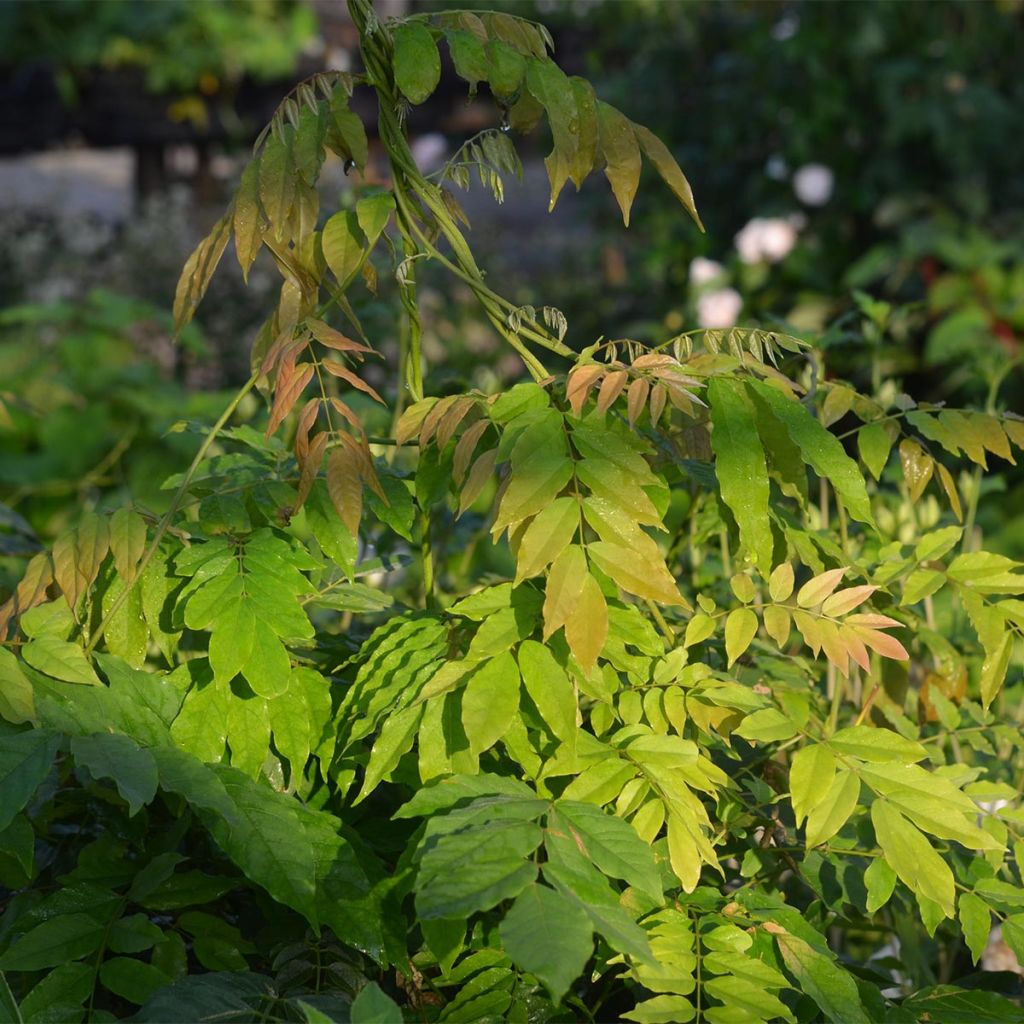 Wisteria floribunda Alba