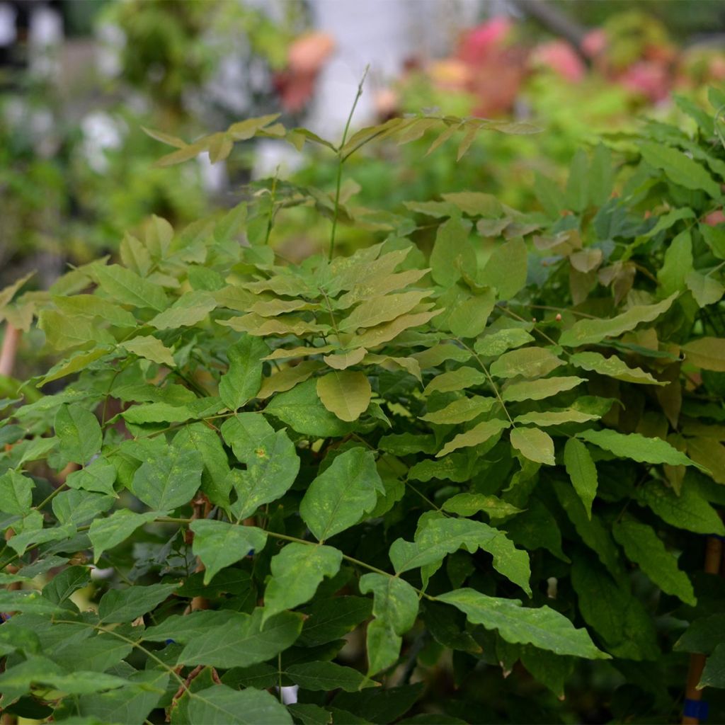 Wisteria floribunda Domino