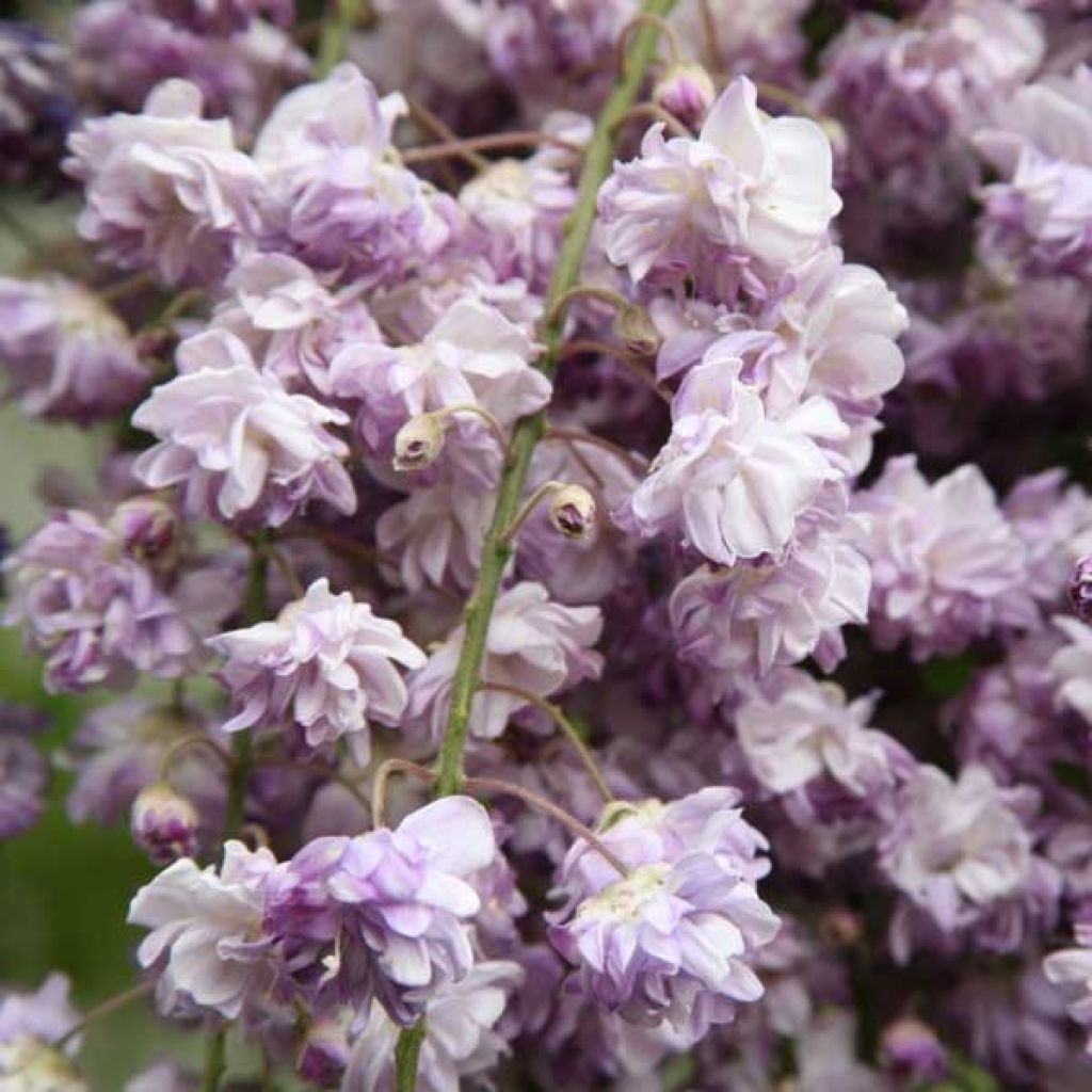 Wisteria floribunda Violacea Plena