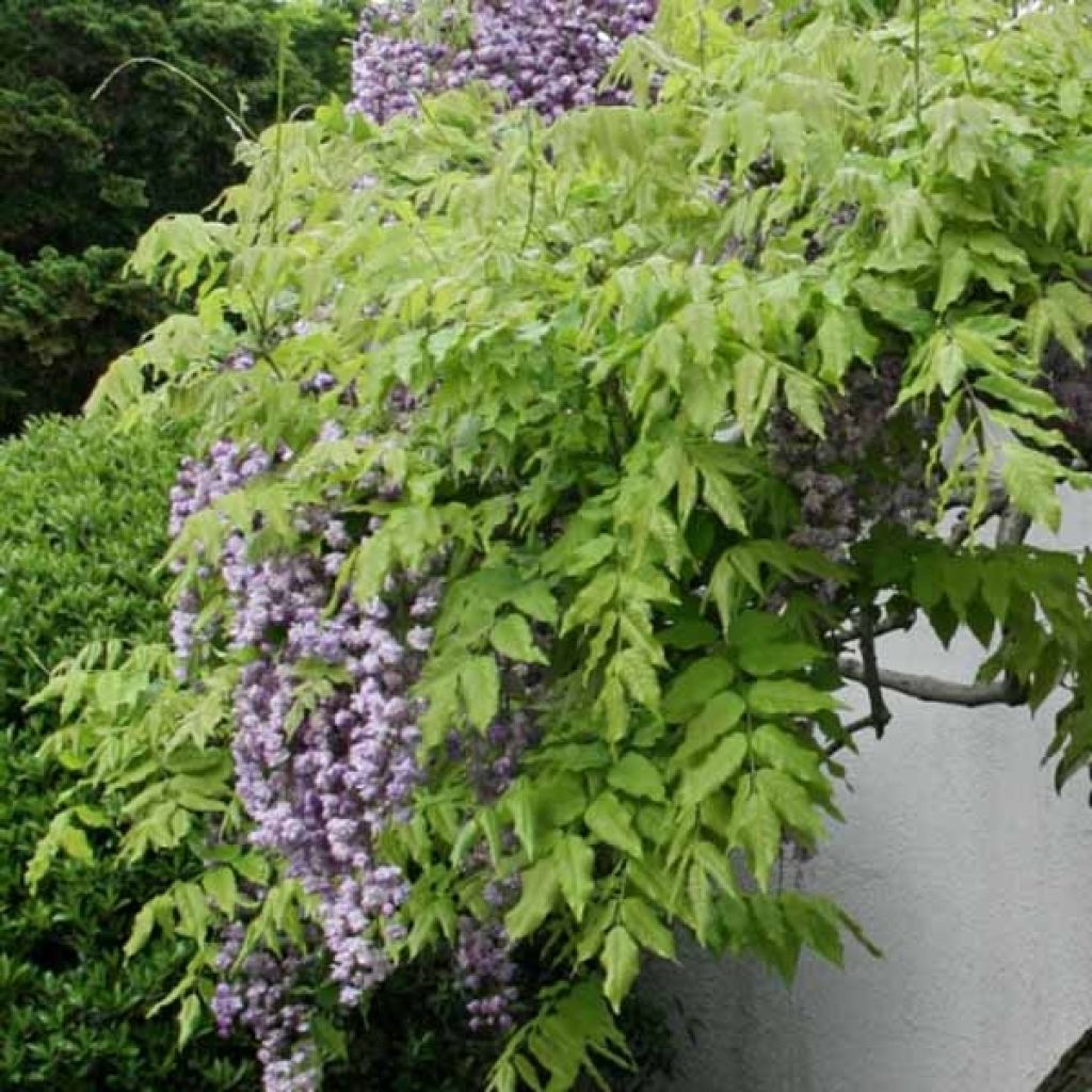 Wisteria floribunda Violacea Plena