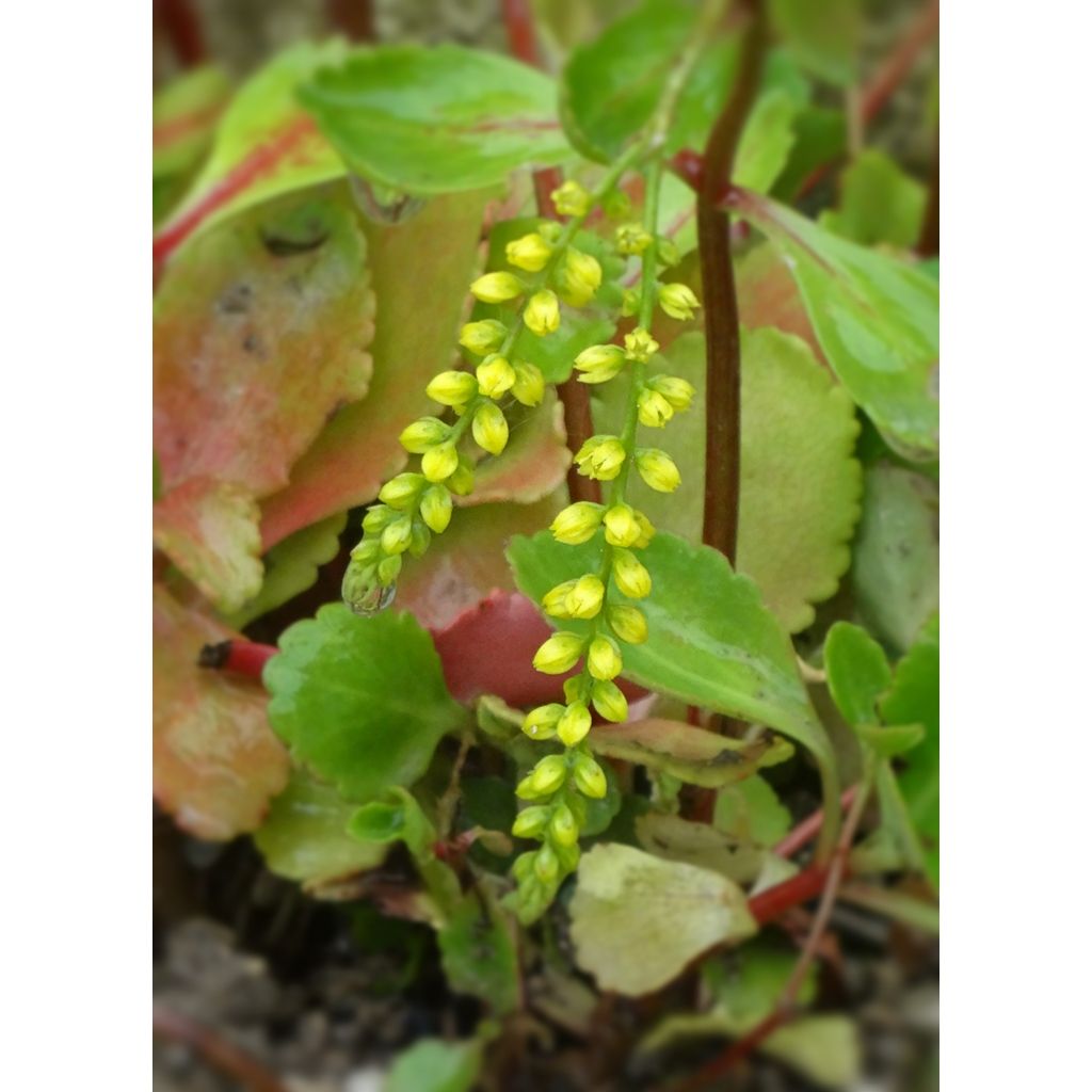 Chiastophyllum oppositifolium