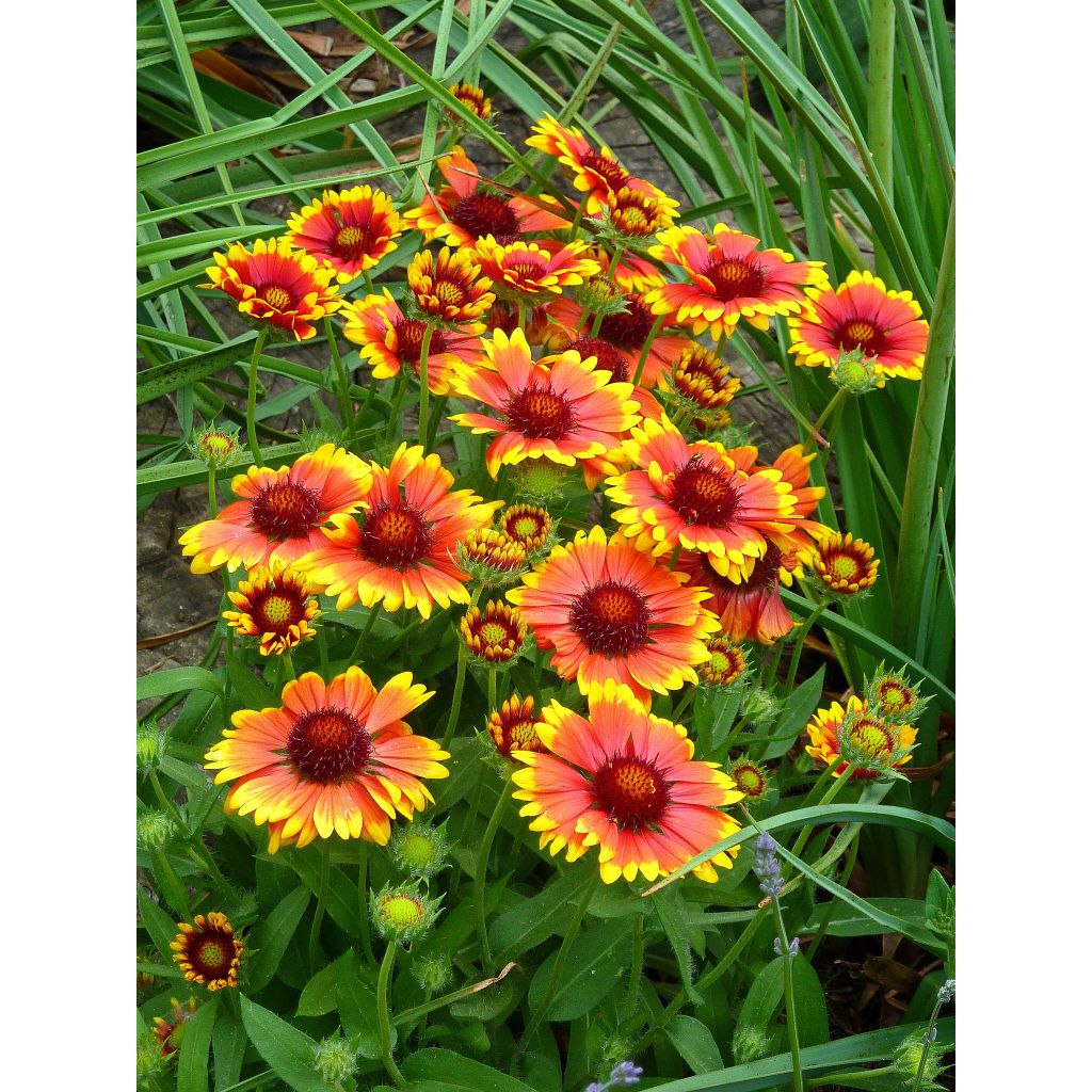 Gaillardia aristata Arizona Sun - Great Blanket Flower