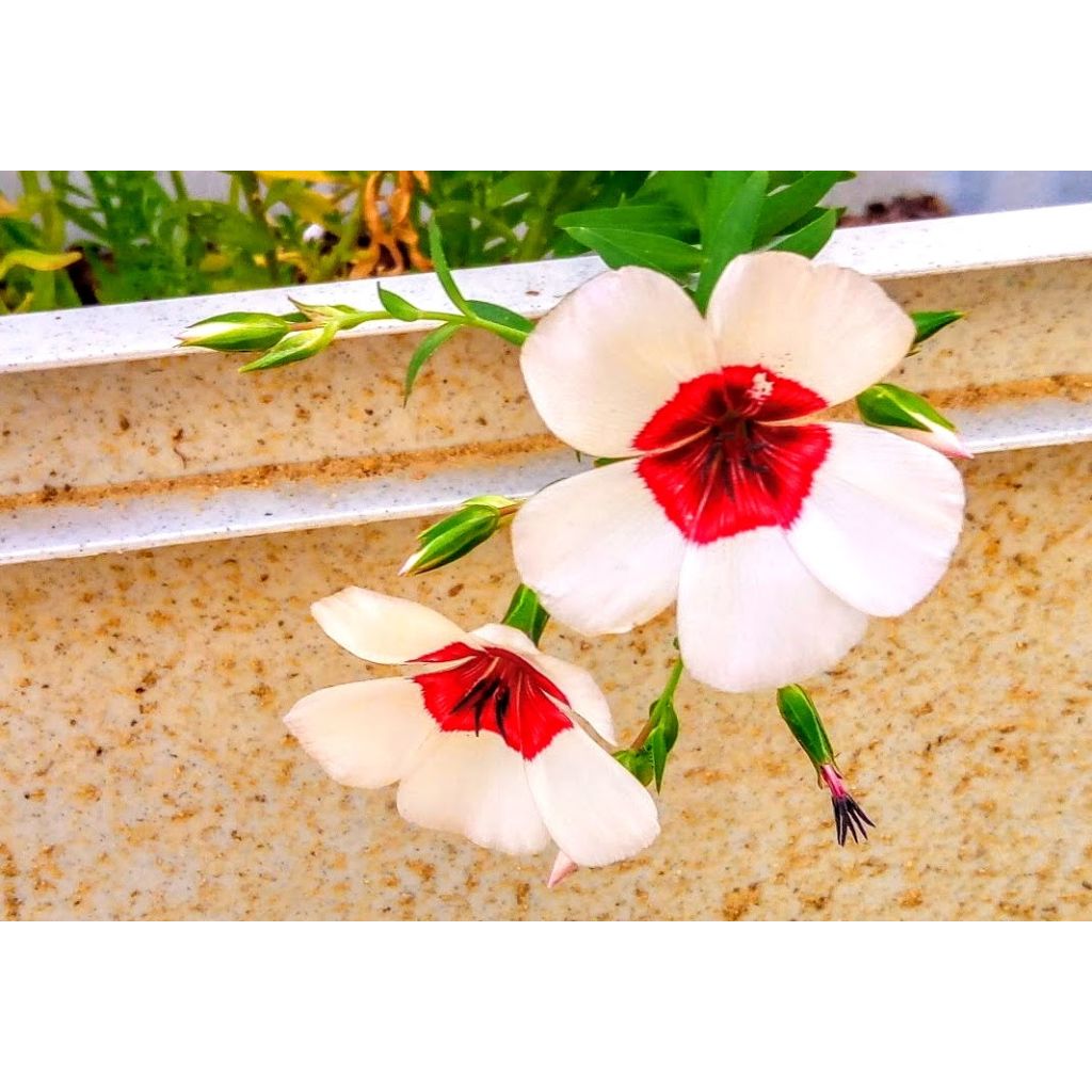 Linum grandiflorum Bright Eyes - Annual Flowering Flax Seeds