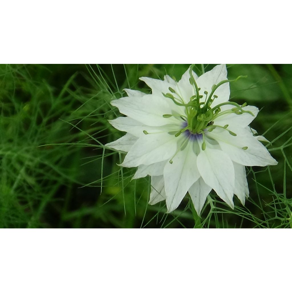 Love-in-a-mist Miss Jekyll Alba Seeds - Nigella damascena