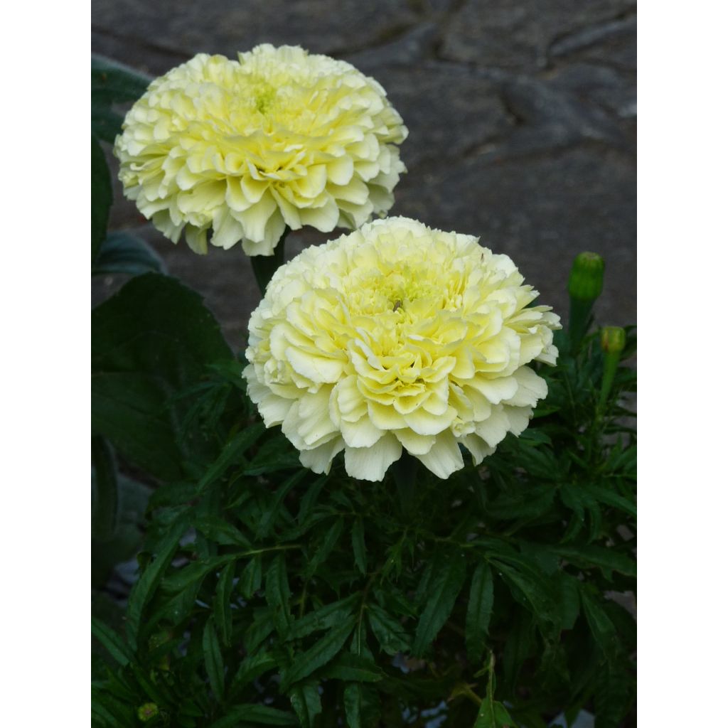 African Marigold Vanilla Seeds - Tagetes erecta