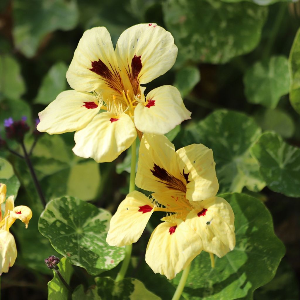 Tropaeolum majus Cream Troika - Nasturtium Seeds