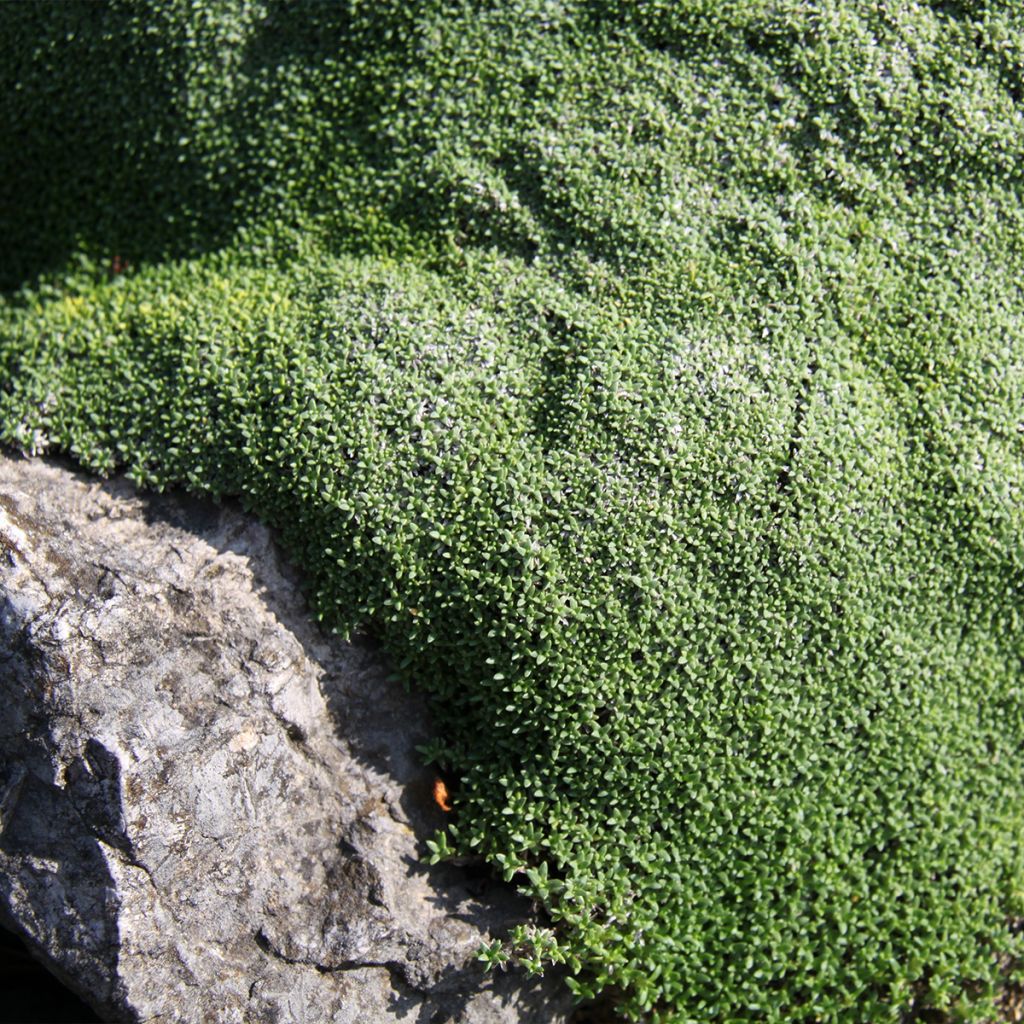 Gypsophila aretioides