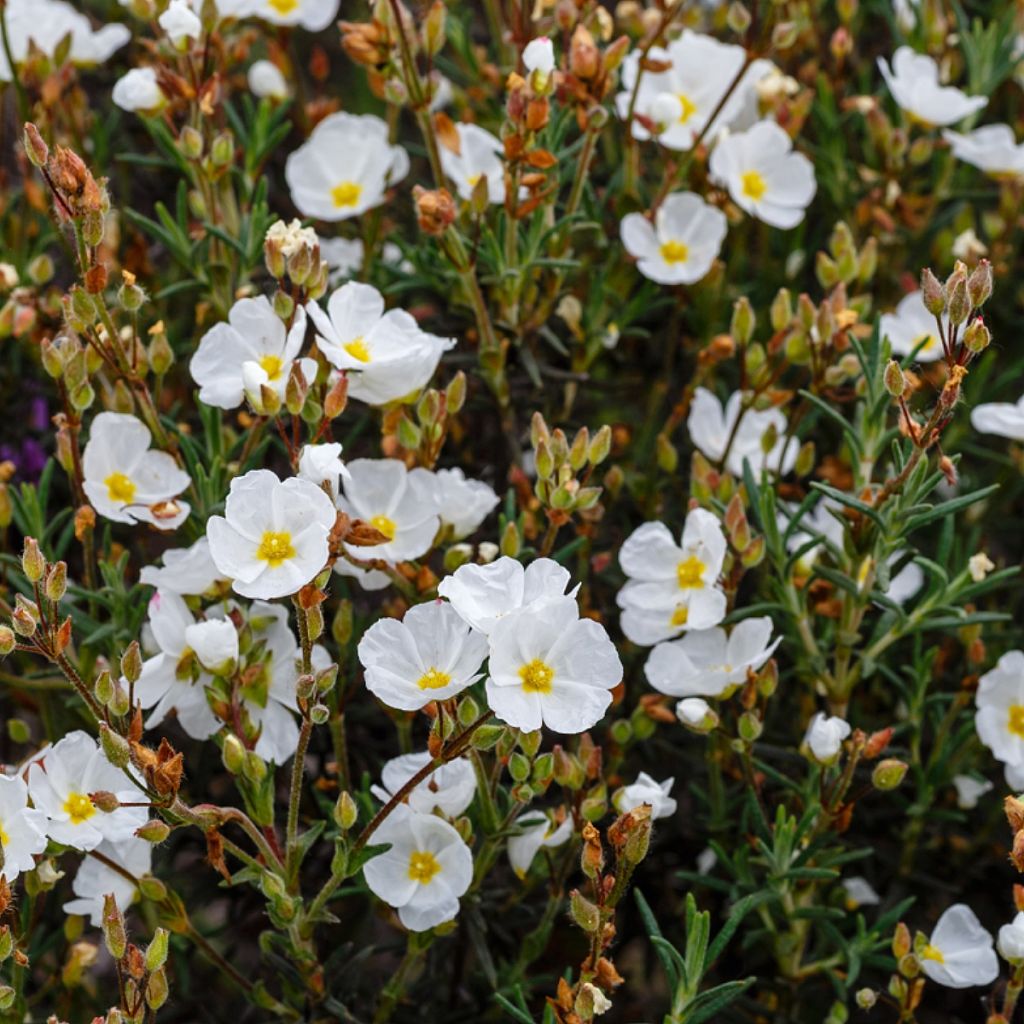 Halimium umbellatum April Snow