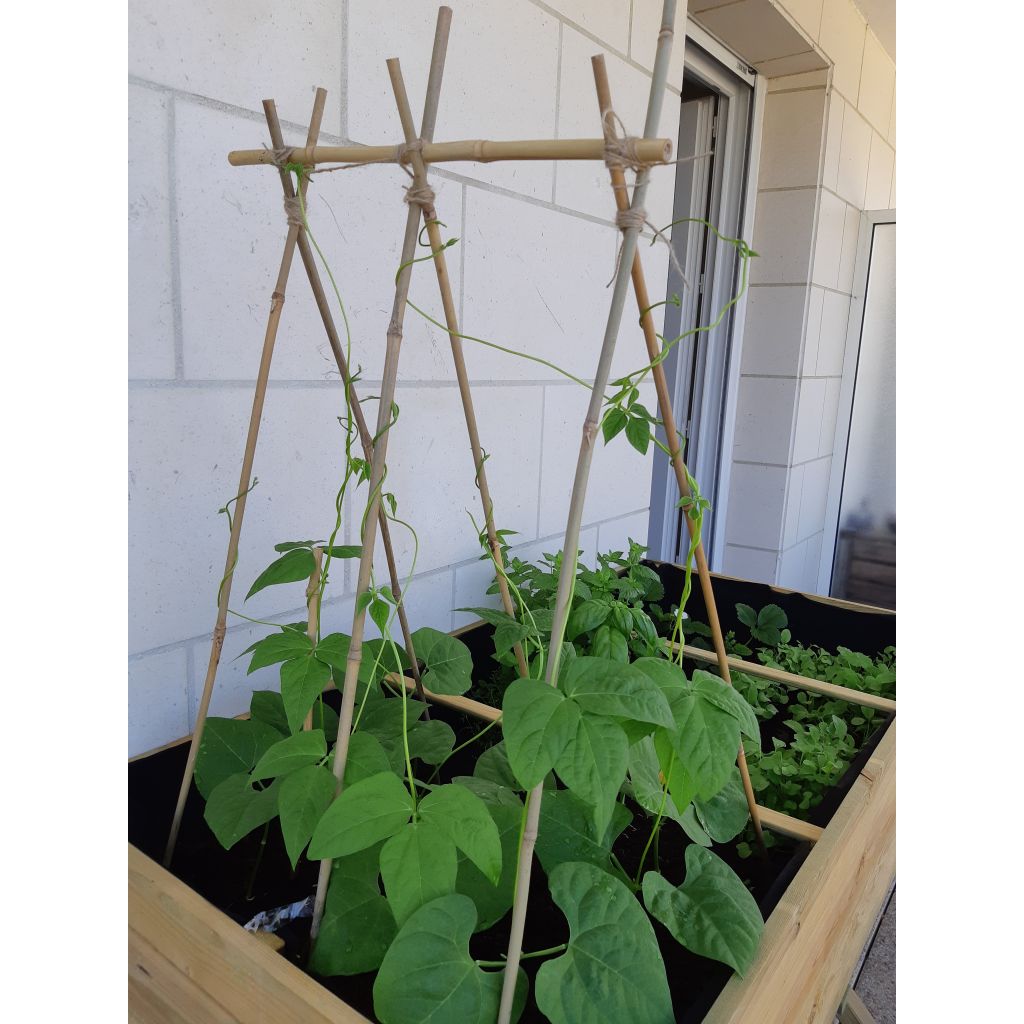 Pole Bean Marvel of Venice - Ferme de Sainte Marthe untreated seeds