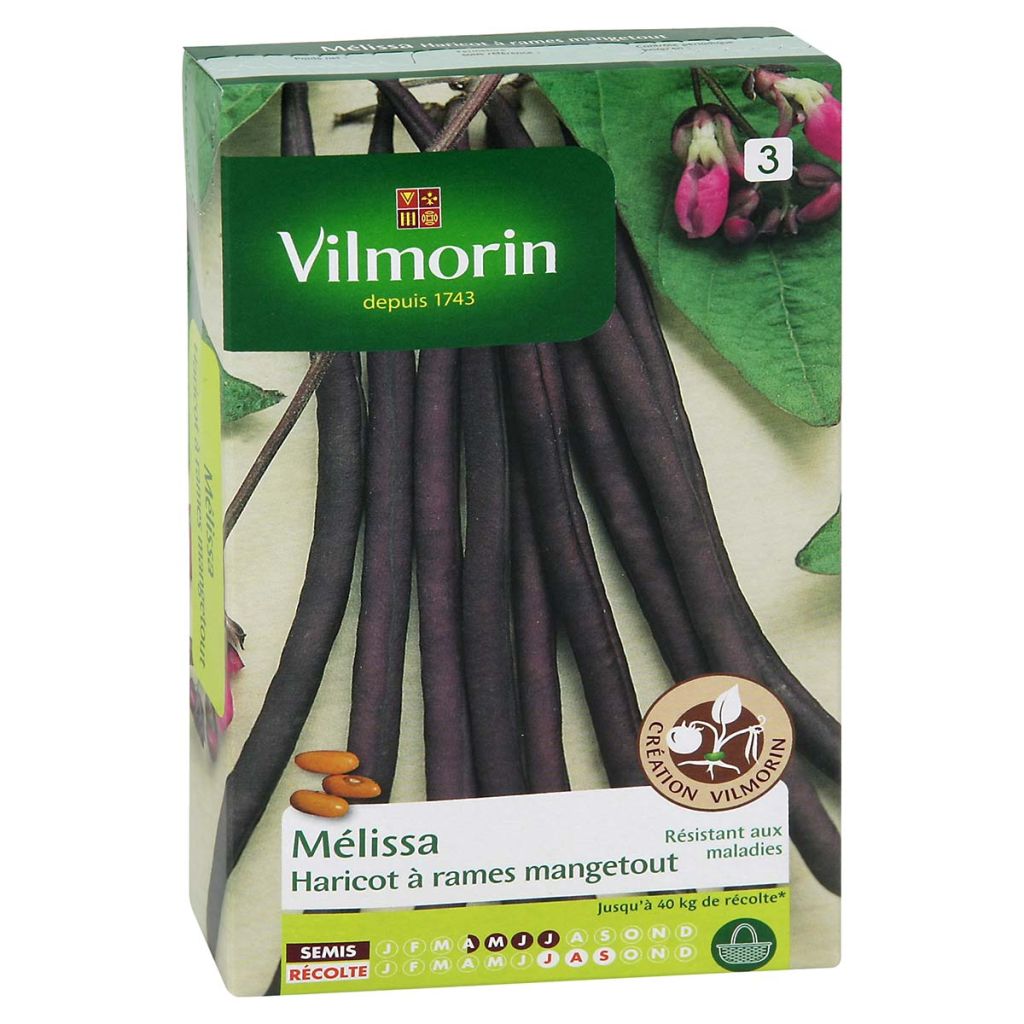 French Pole Bean Melissa - Vilmorin Seeds