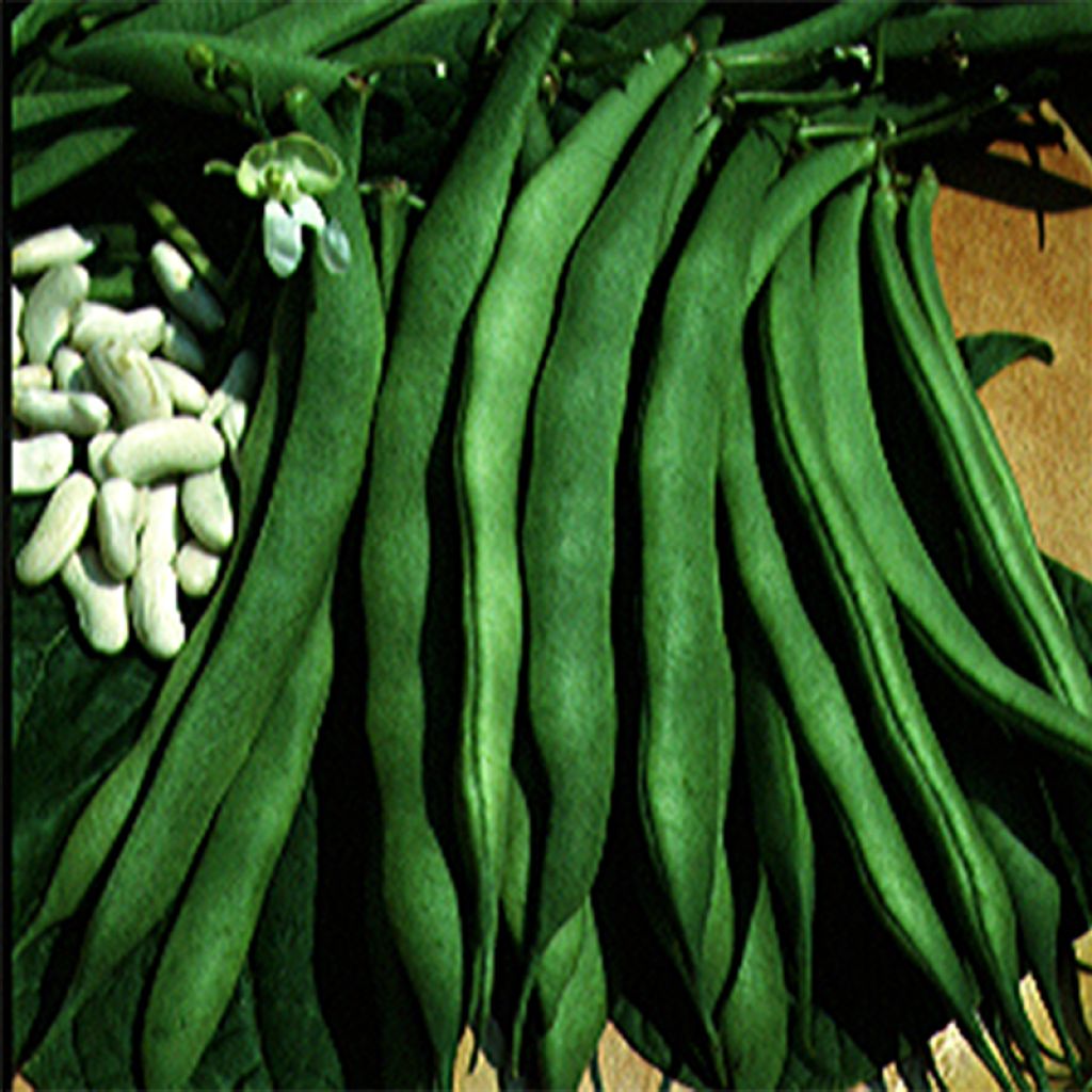 Bush Shell Bean Lingot Suisse Blanc - Ferme de Sainte Marthe Seeds
