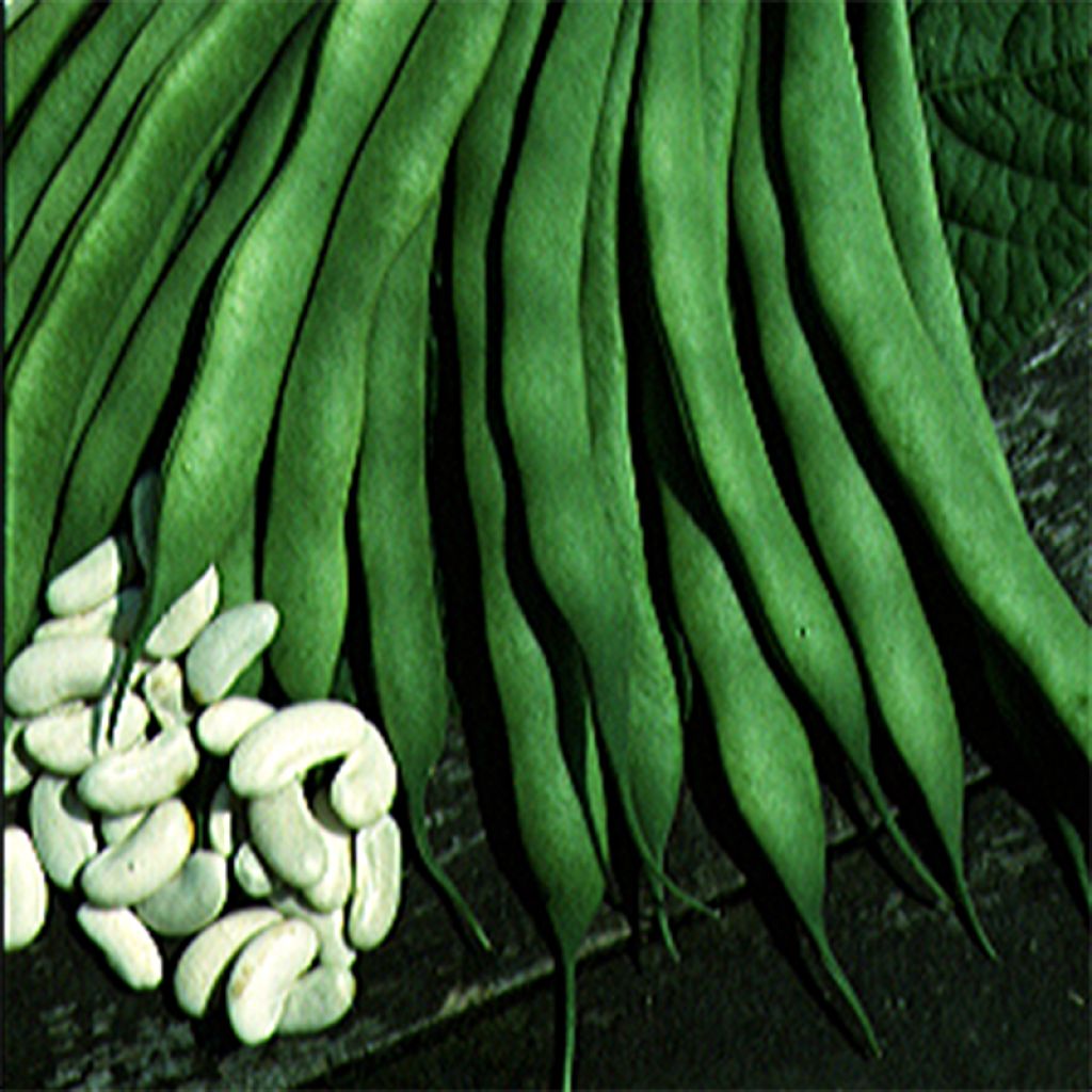Bush Shell Bean Lingot Suisse Blanc - Ferme de Sainte Marthe Seeds