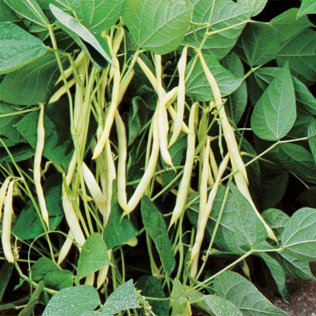 Dwarf Organic Bean with Yellow Pods - Ferme de Sainte Marthe seeds