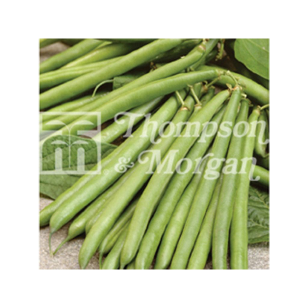Phaseolus vulgaris Laguna