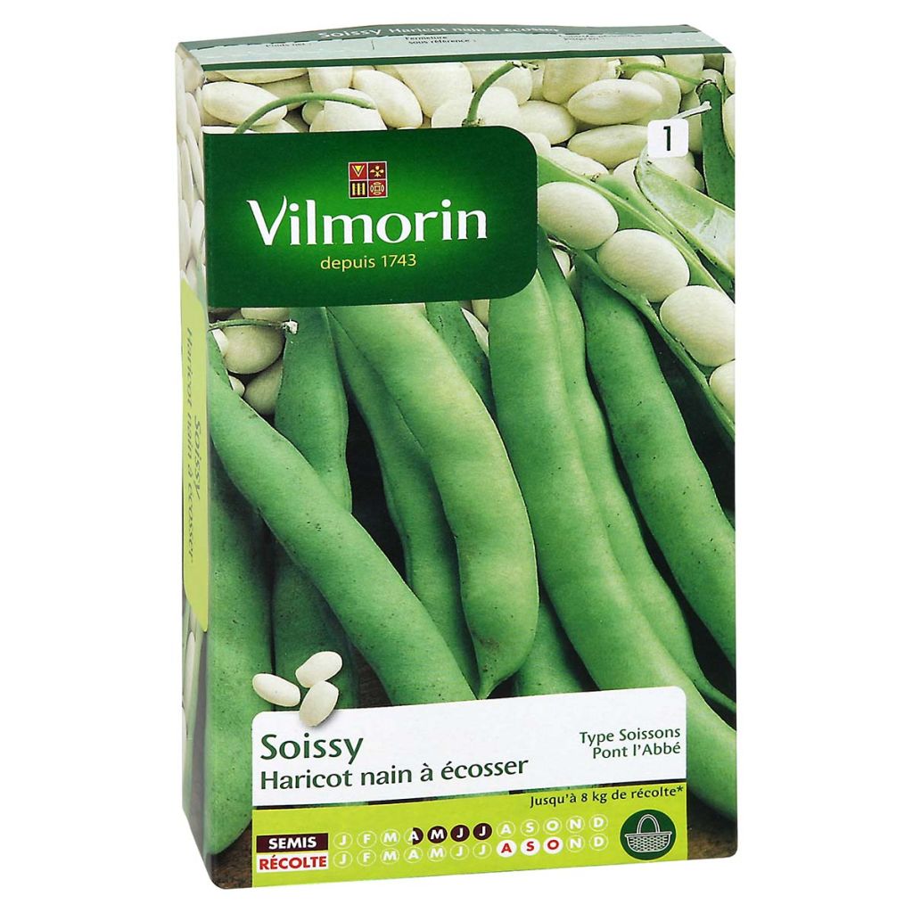 Dwarf Bean for Shelling Soissy