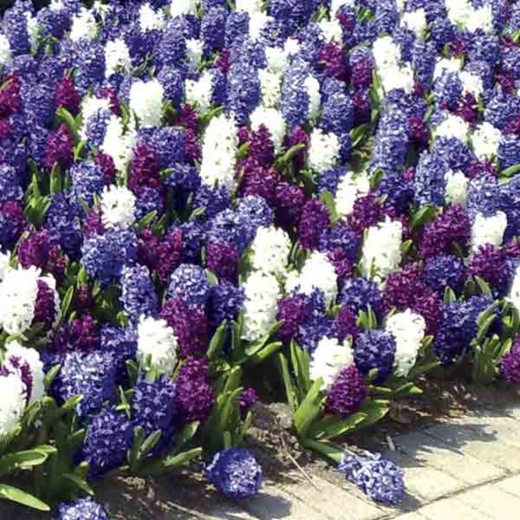 Harmony Hyacinths Ocean