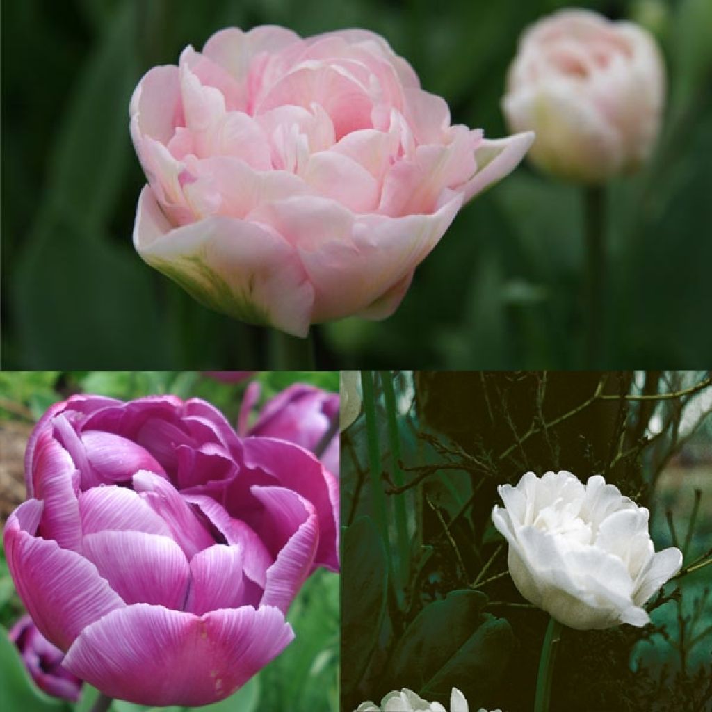 Belles de Mai Harmony