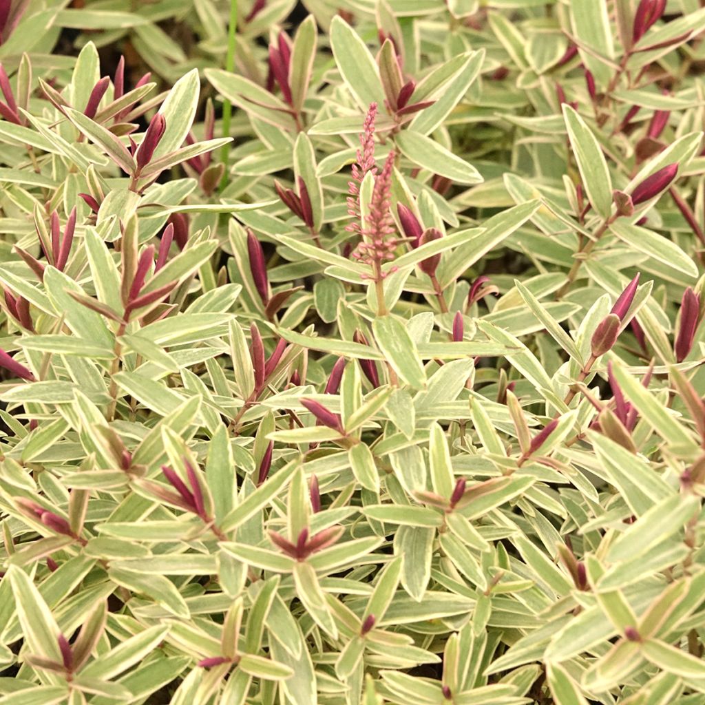 Hebe Colour Dream - Shrubby veronica
