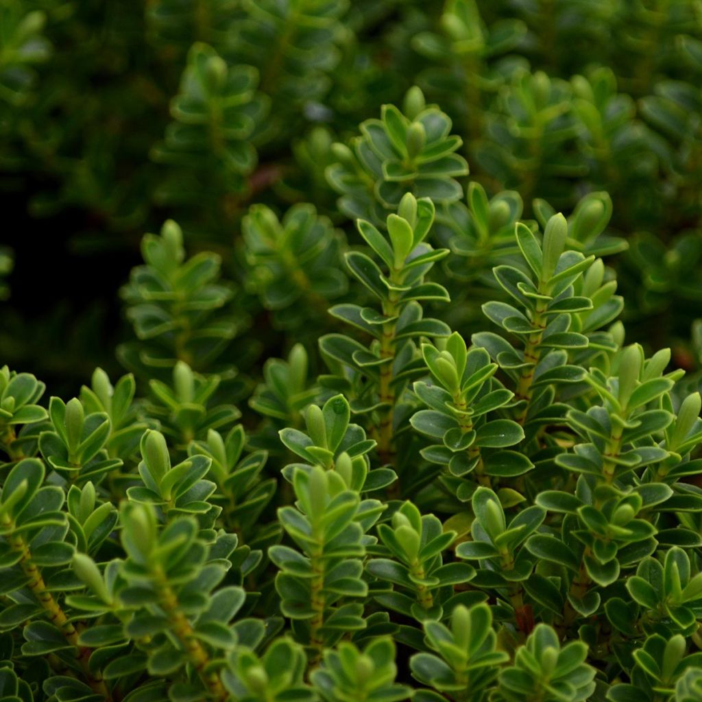 Hebe vernicosa - Shrubby Veronica