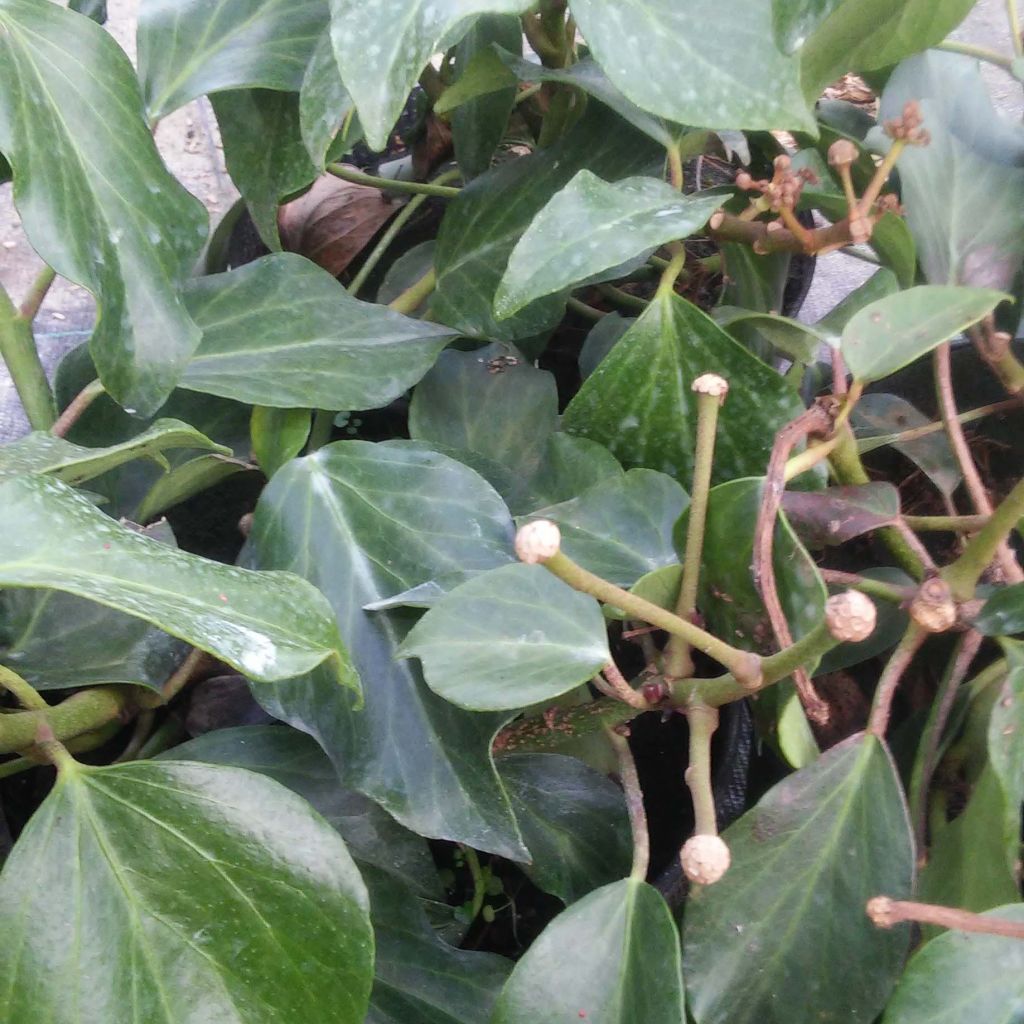 Hedera colchica Arborescens - Persian Ivy