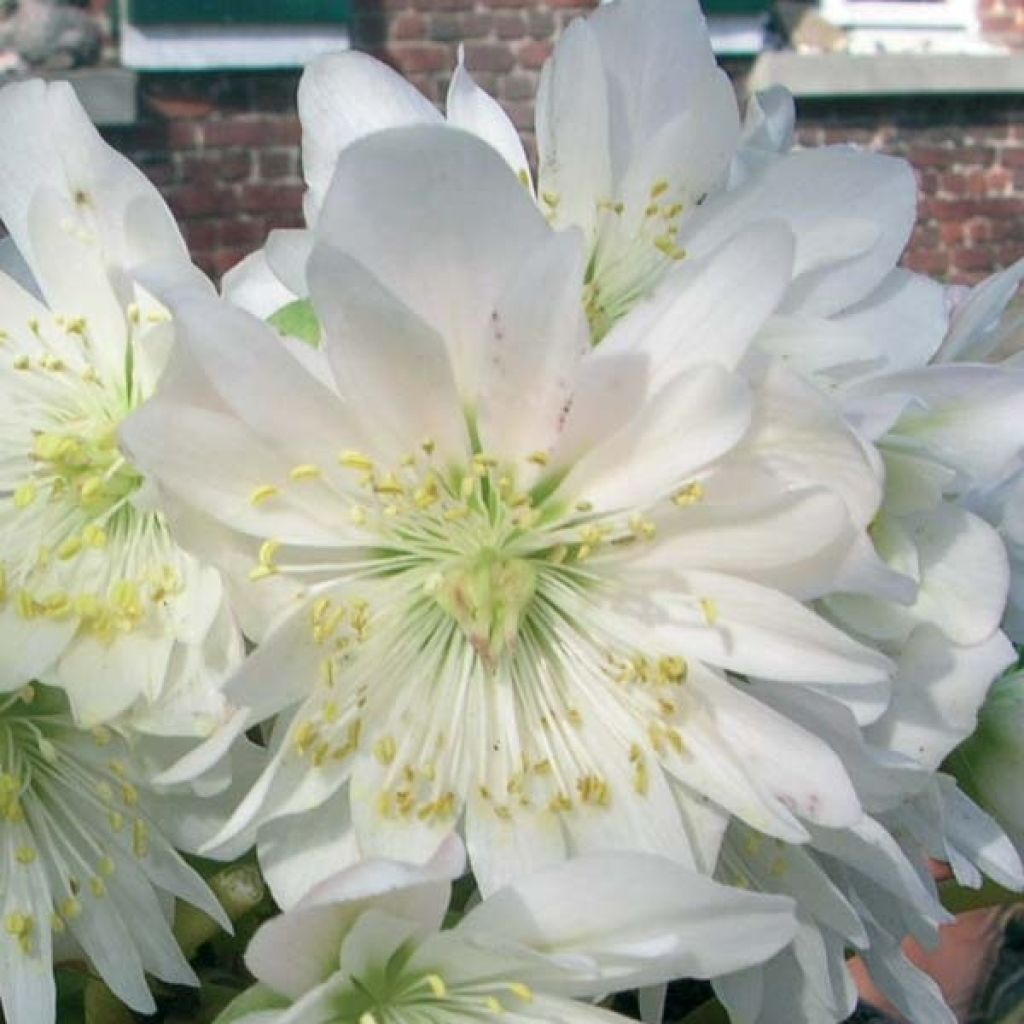 Helleborus niger Double Fashion - Christmas Rose