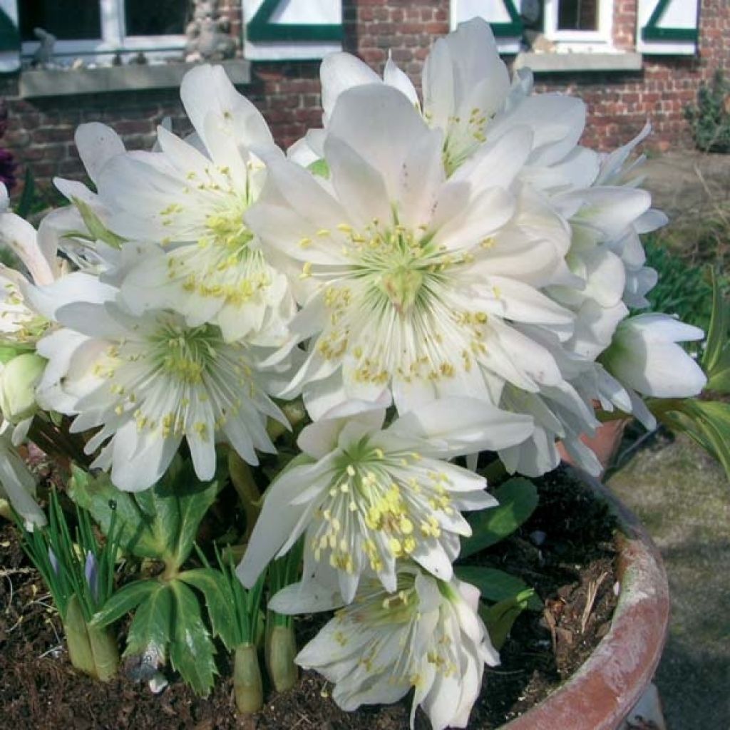 Helleborus niger Double Fashion - Christmas Rose