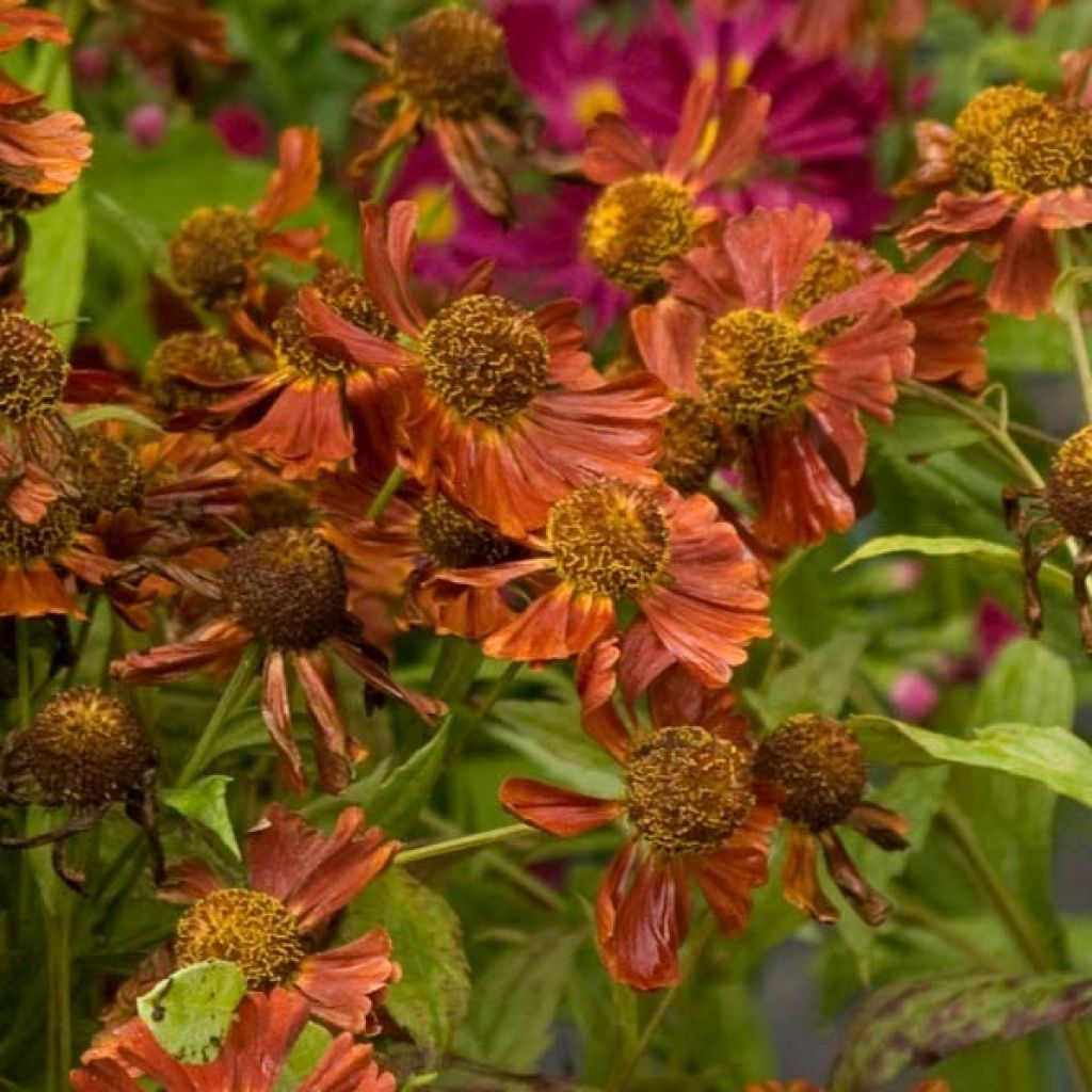 Helenium Moerheim Beauty
