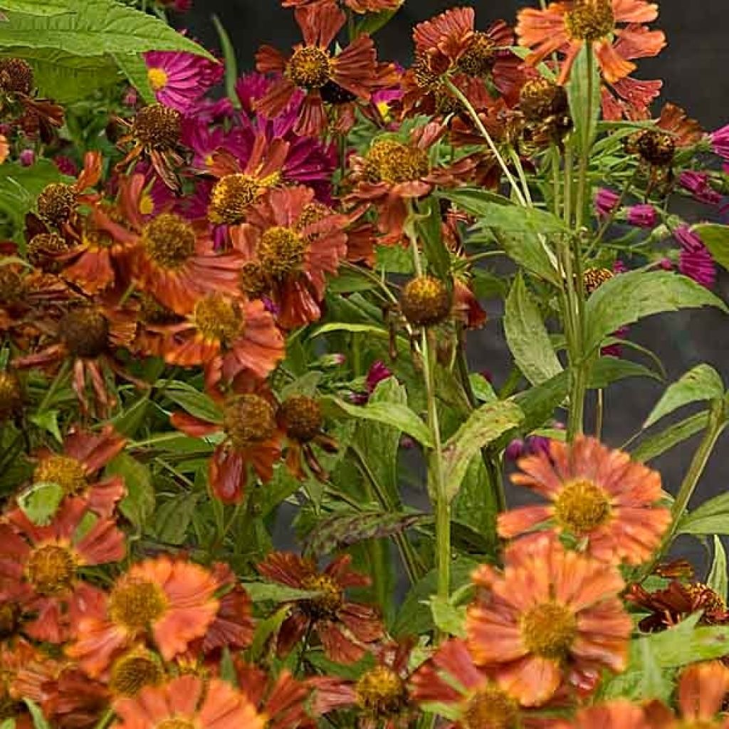 Helenium Moerheim Beauty