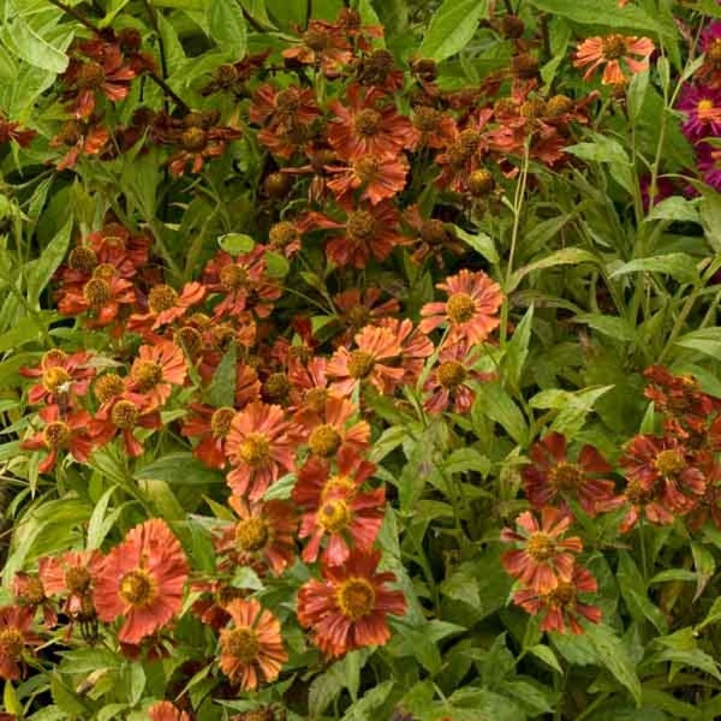 Helenium Moerheim Beauty