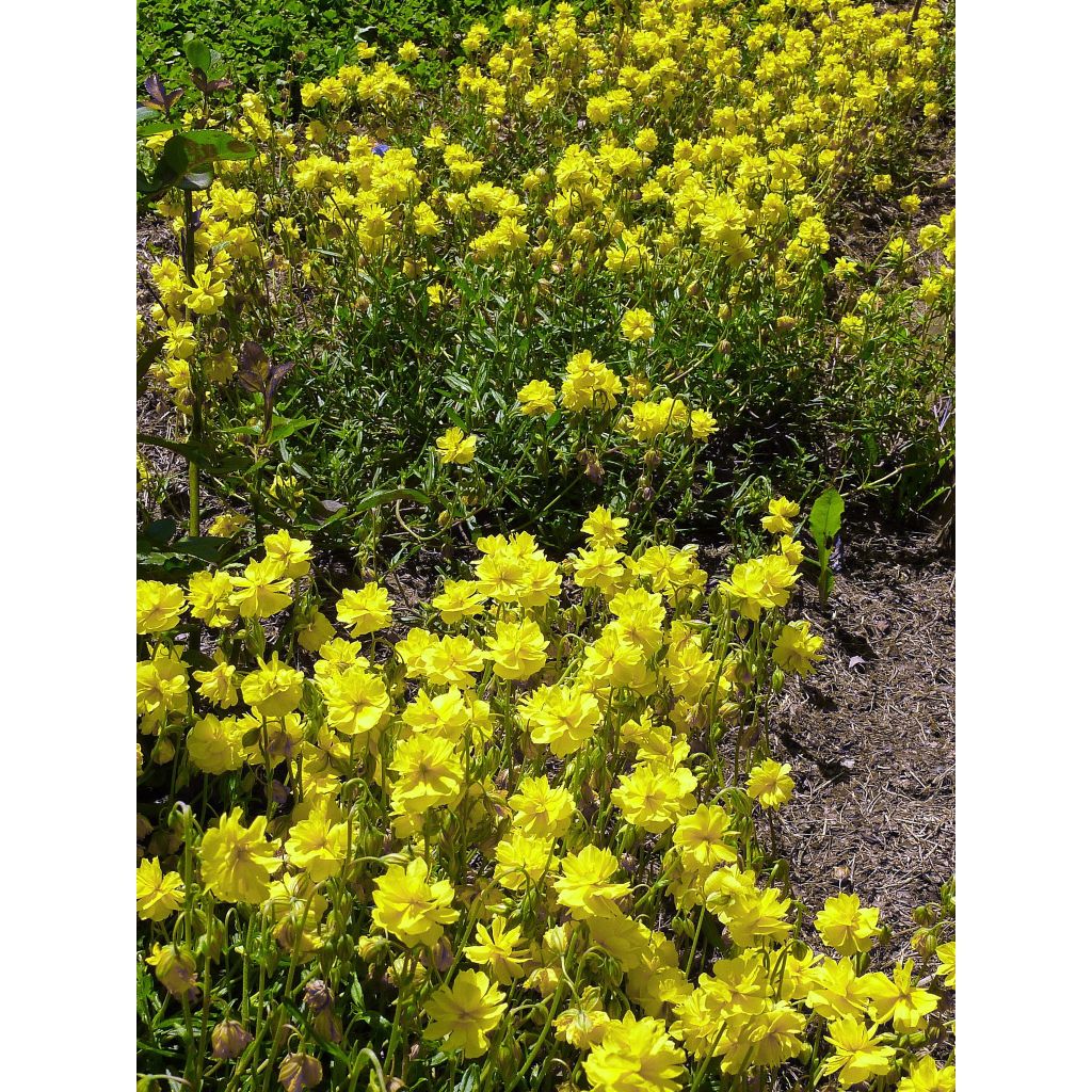 Helianthemum Sulphureum Plenum - Rock Rose