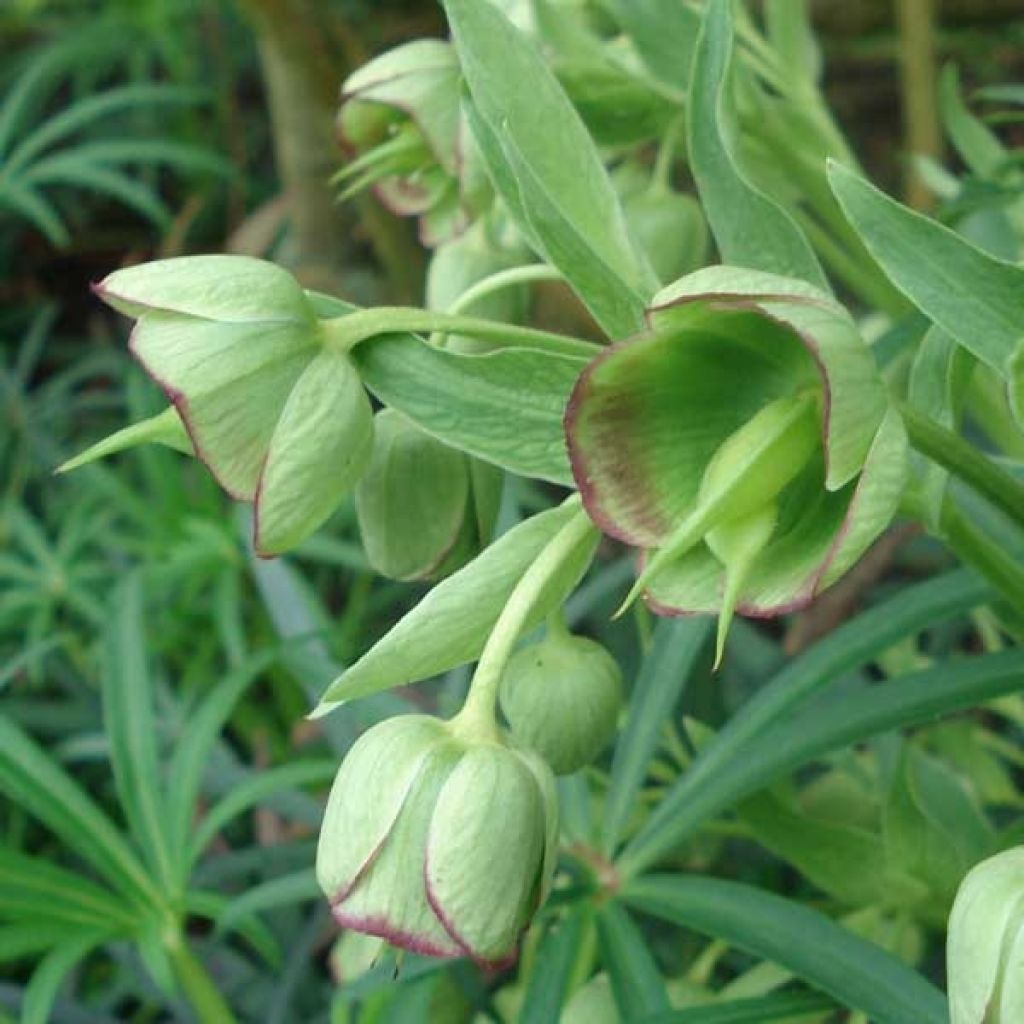 Helleborus foetidus - Stinking hellebore