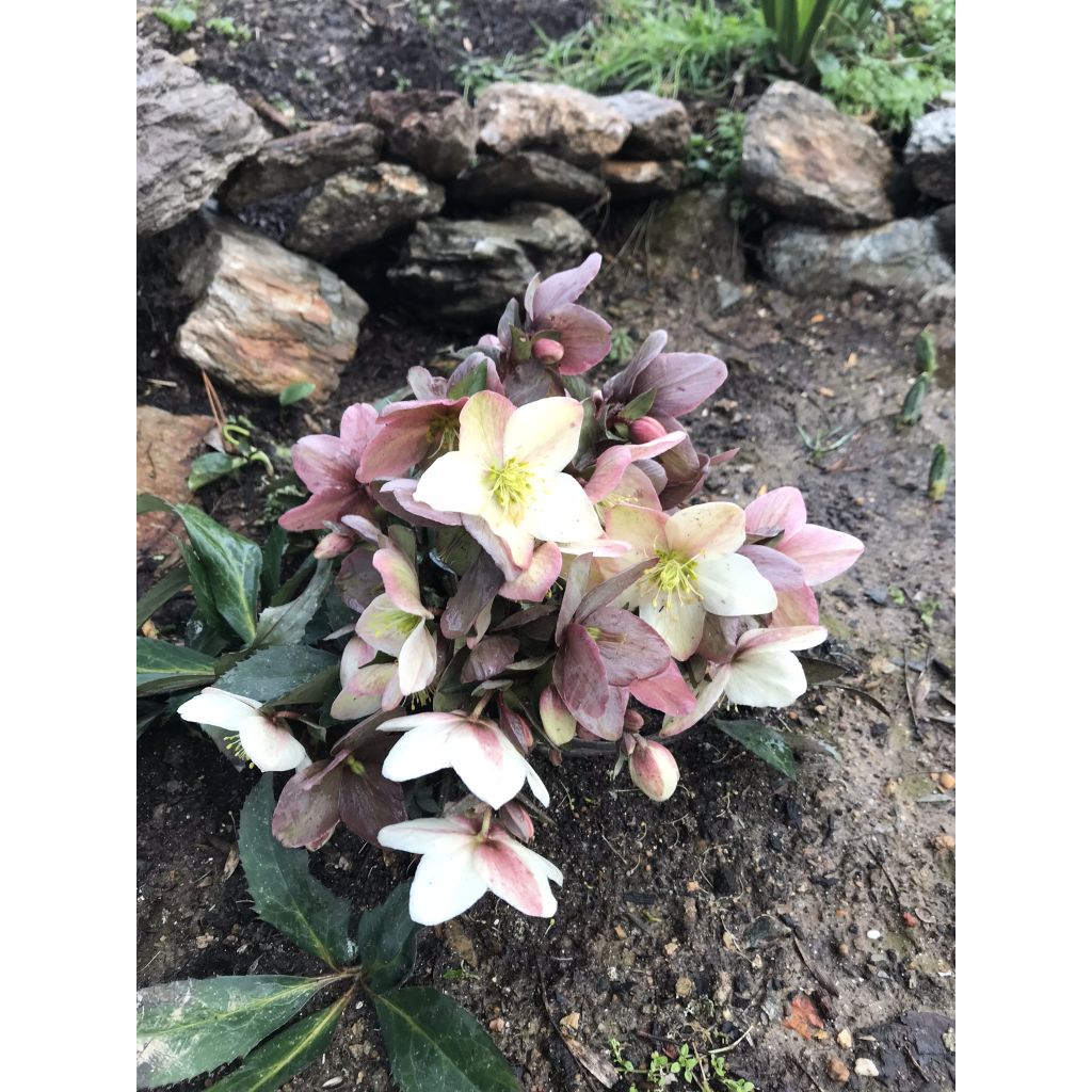Helleborus x nigercors Emma