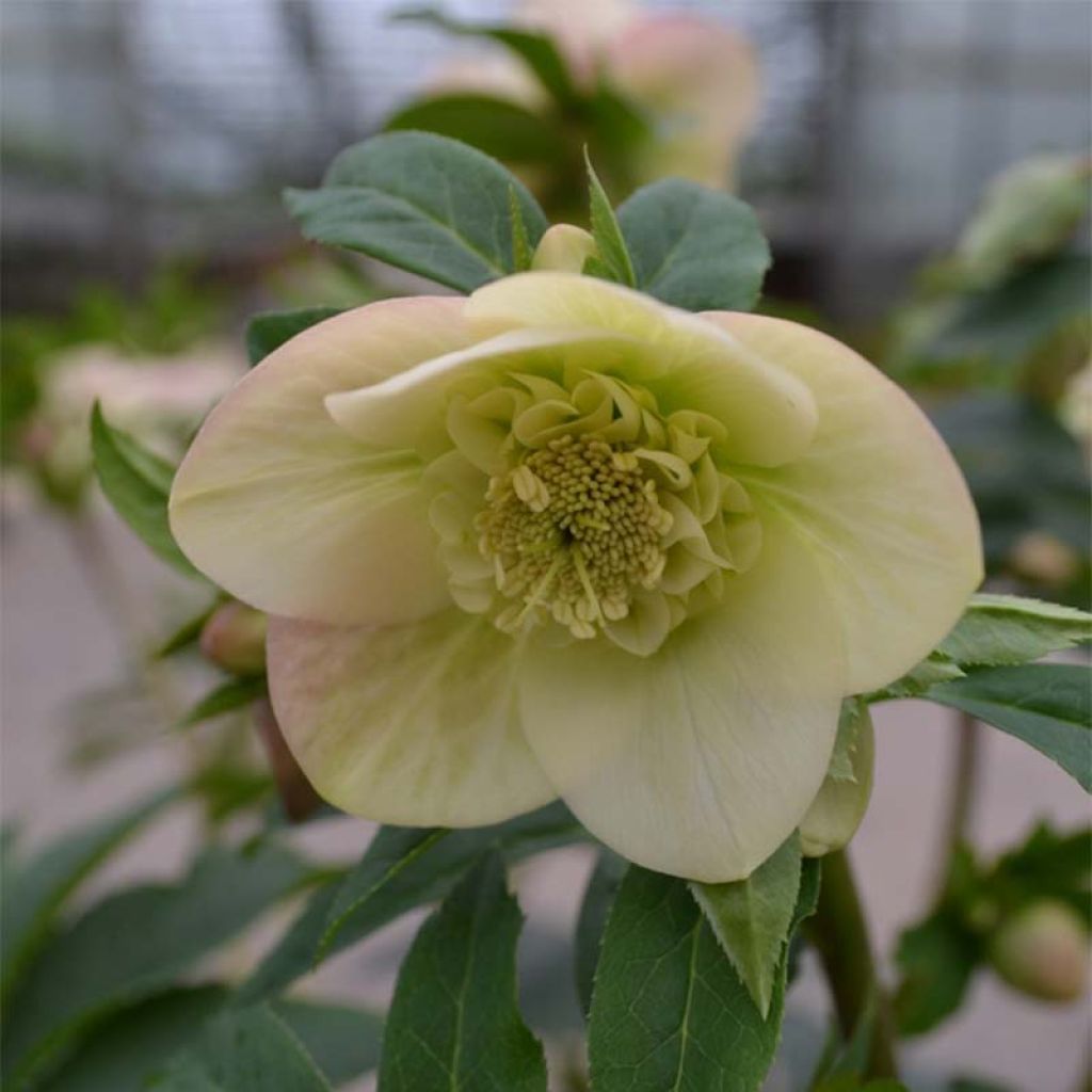 Helleborus hybridus Anemone Apricot