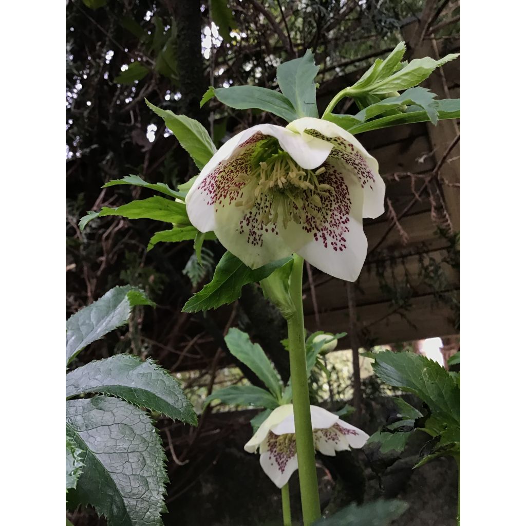 Helleborus hybridus white spotted