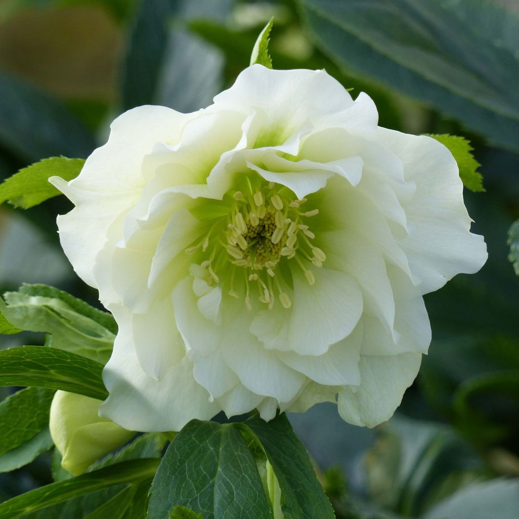 Helleborus hybridus Double White