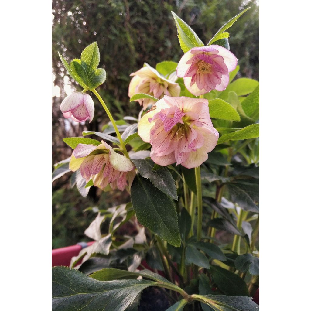 Helleborus hybridus Double Picotee