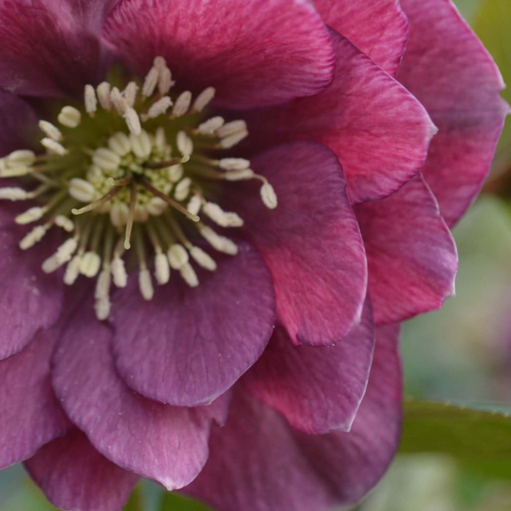 Helleborus hybridus double red