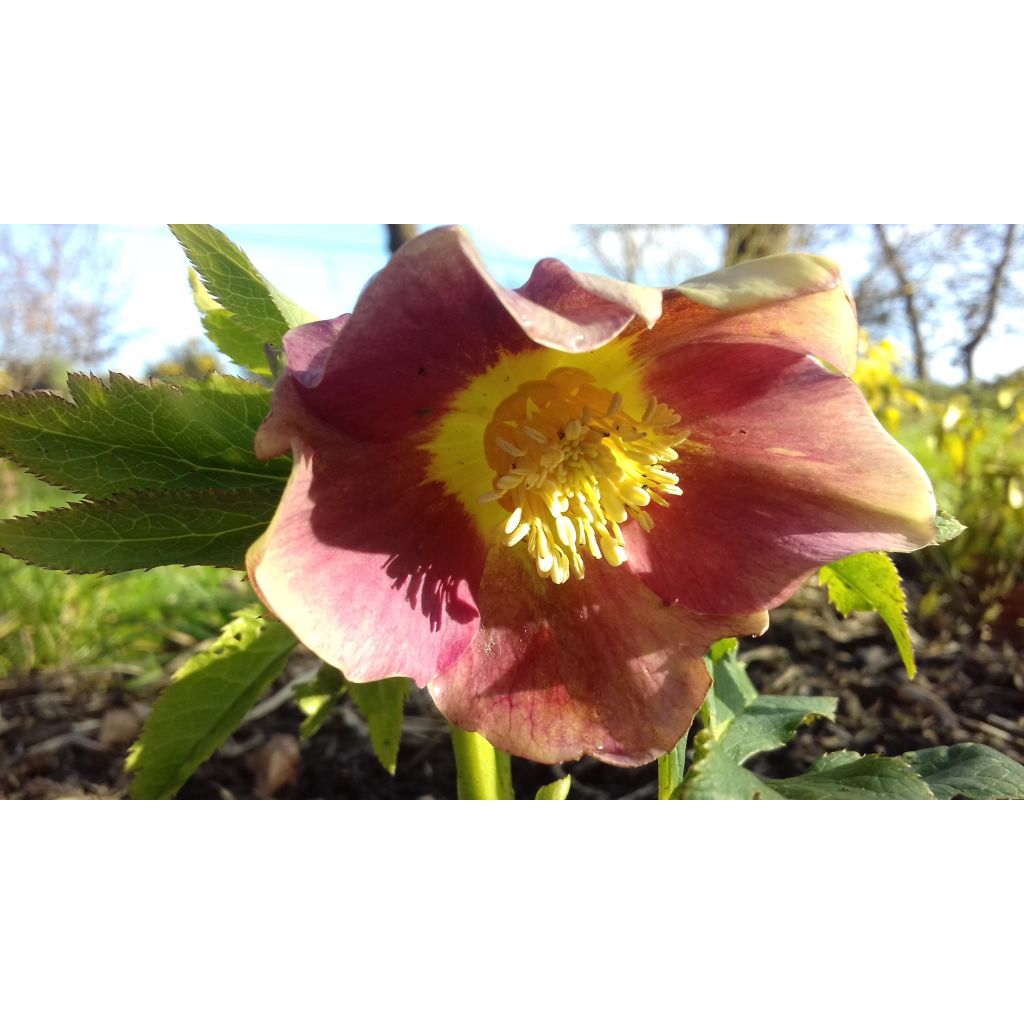 Helleborus hybridus Special Pink