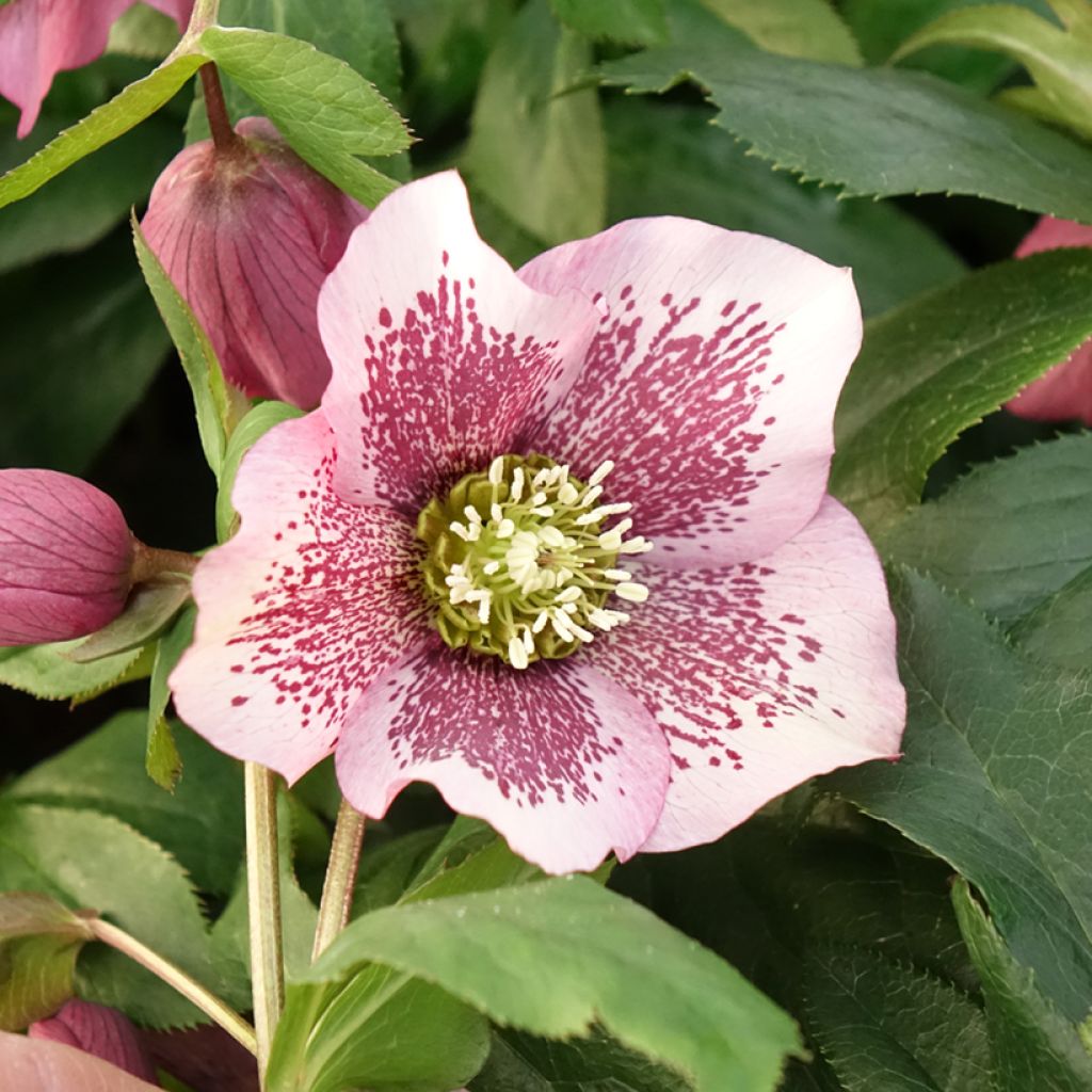 Helleborus hybridus ViV Celestina