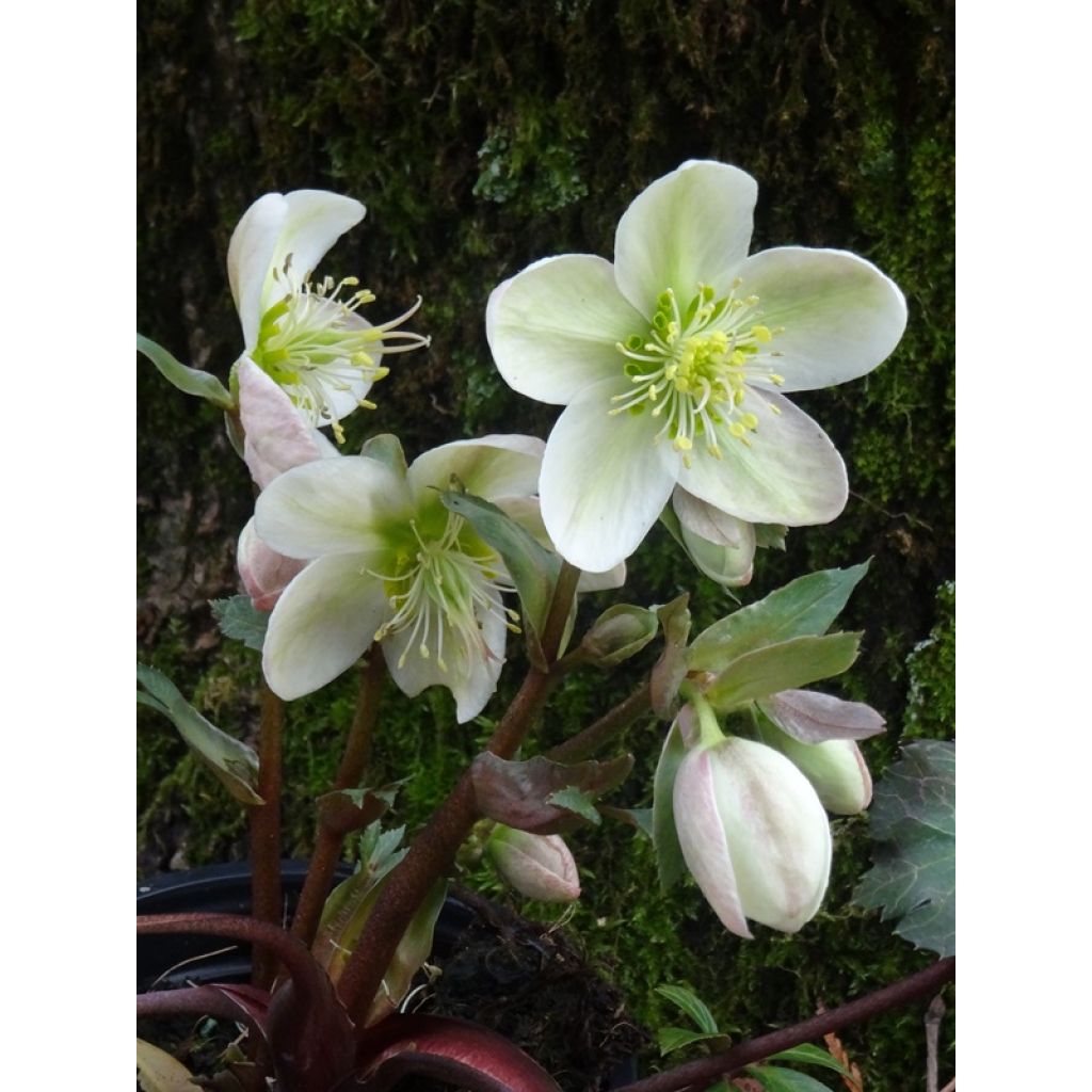 Helleborus ericsmithii Magic Leaves