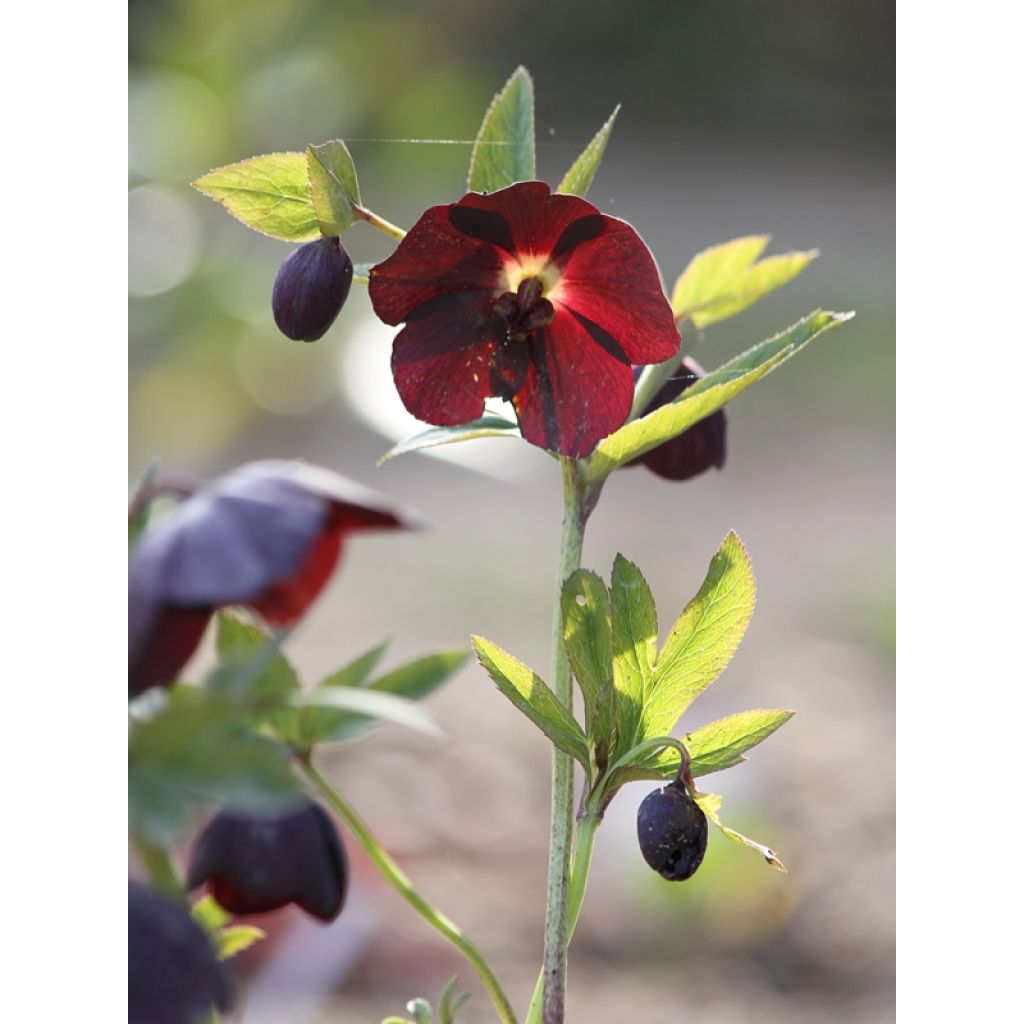 Helleborus x hybridus Black