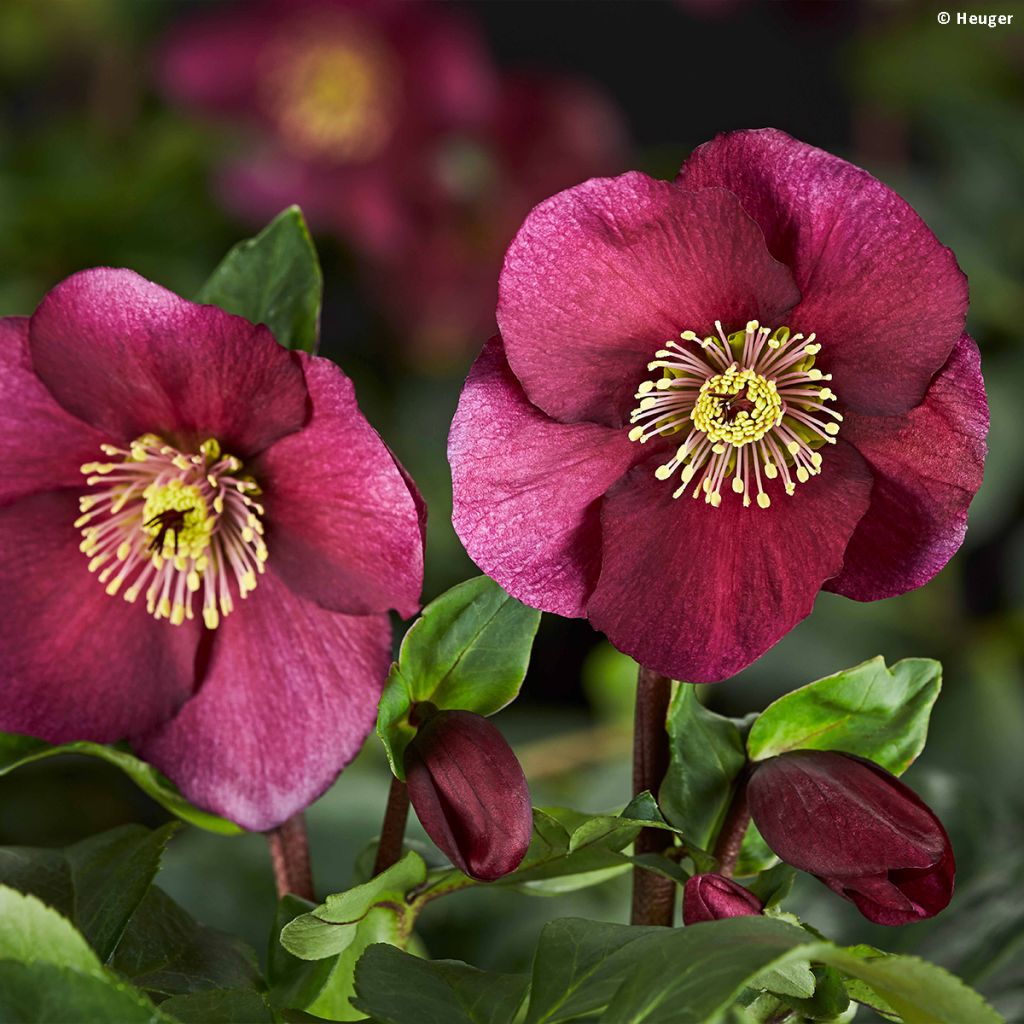 Helleborus HGC Leona