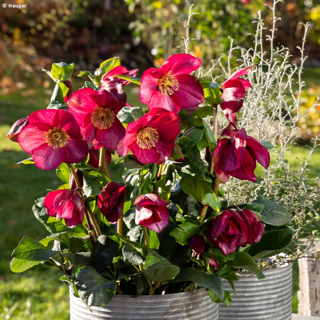 Helleborus HGC Leona