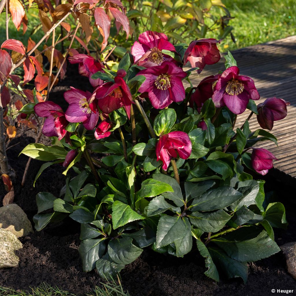 Helleborus HGC Leona
