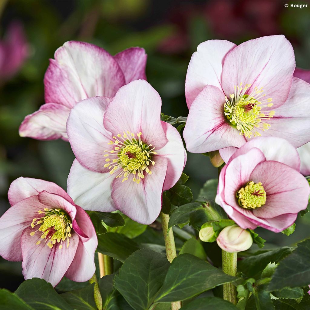 Helleborus HGC Liara